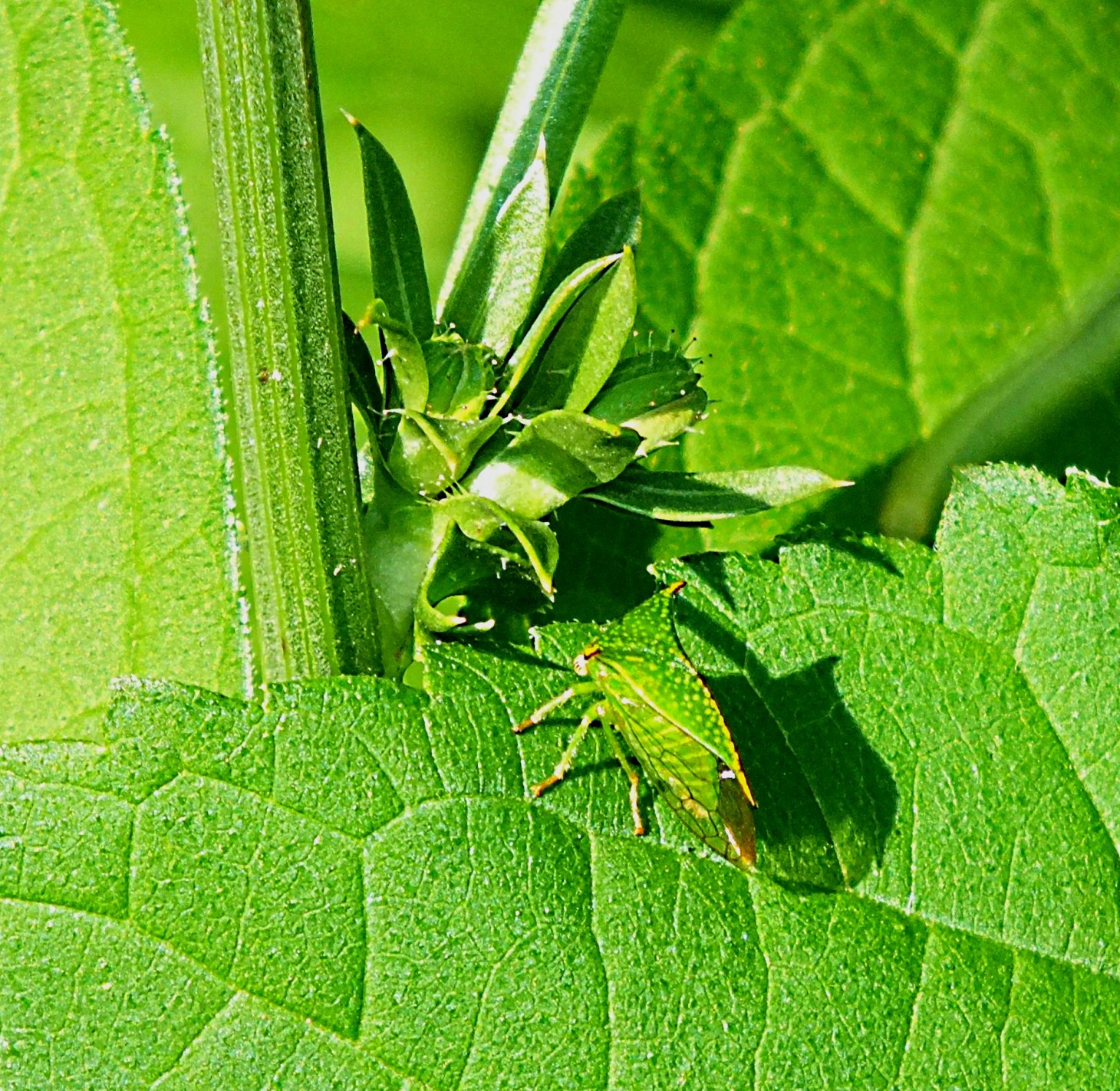 Buffalo Treehopper photo, from successful buffalo hunting!  Photo by Thomas Peace 2014