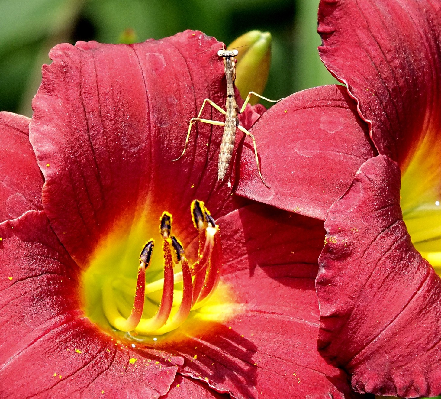 Small and different. (1) Photo by Thomas Peace 2014