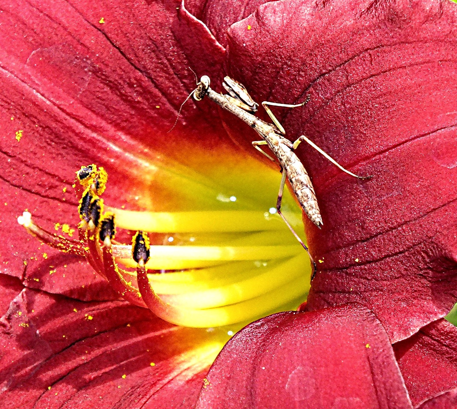 Small and different. (2) Photo by Thomas Peace 2014