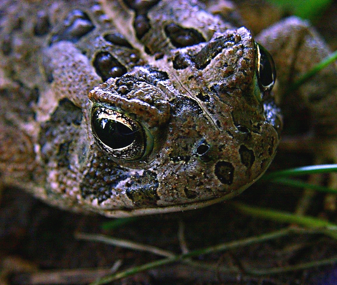 Immigrant from South America!  Photo by Thomas Peace 2014