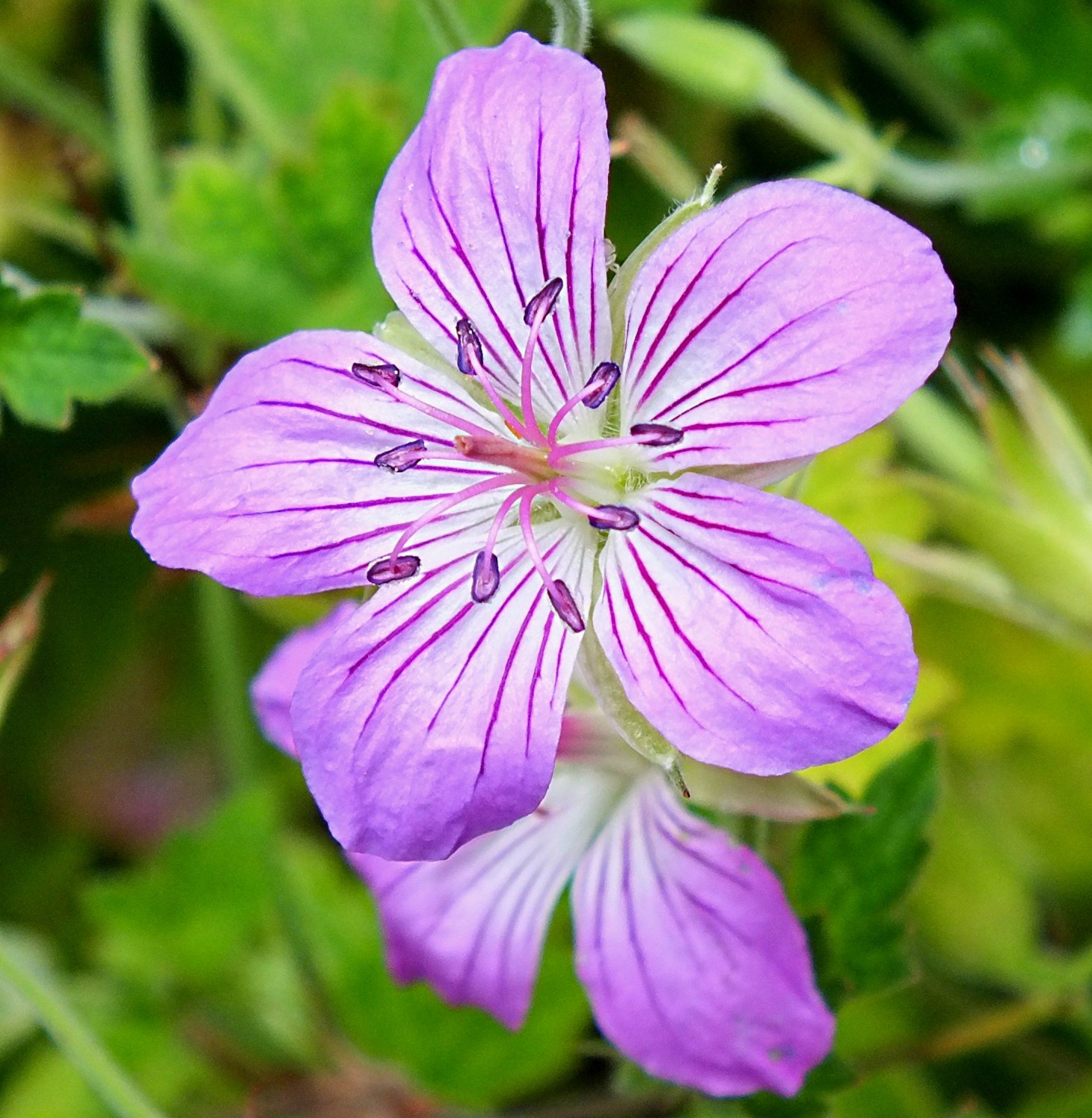Small Purple Flowers (Phacelia). Photo by Thomas Peace 2014