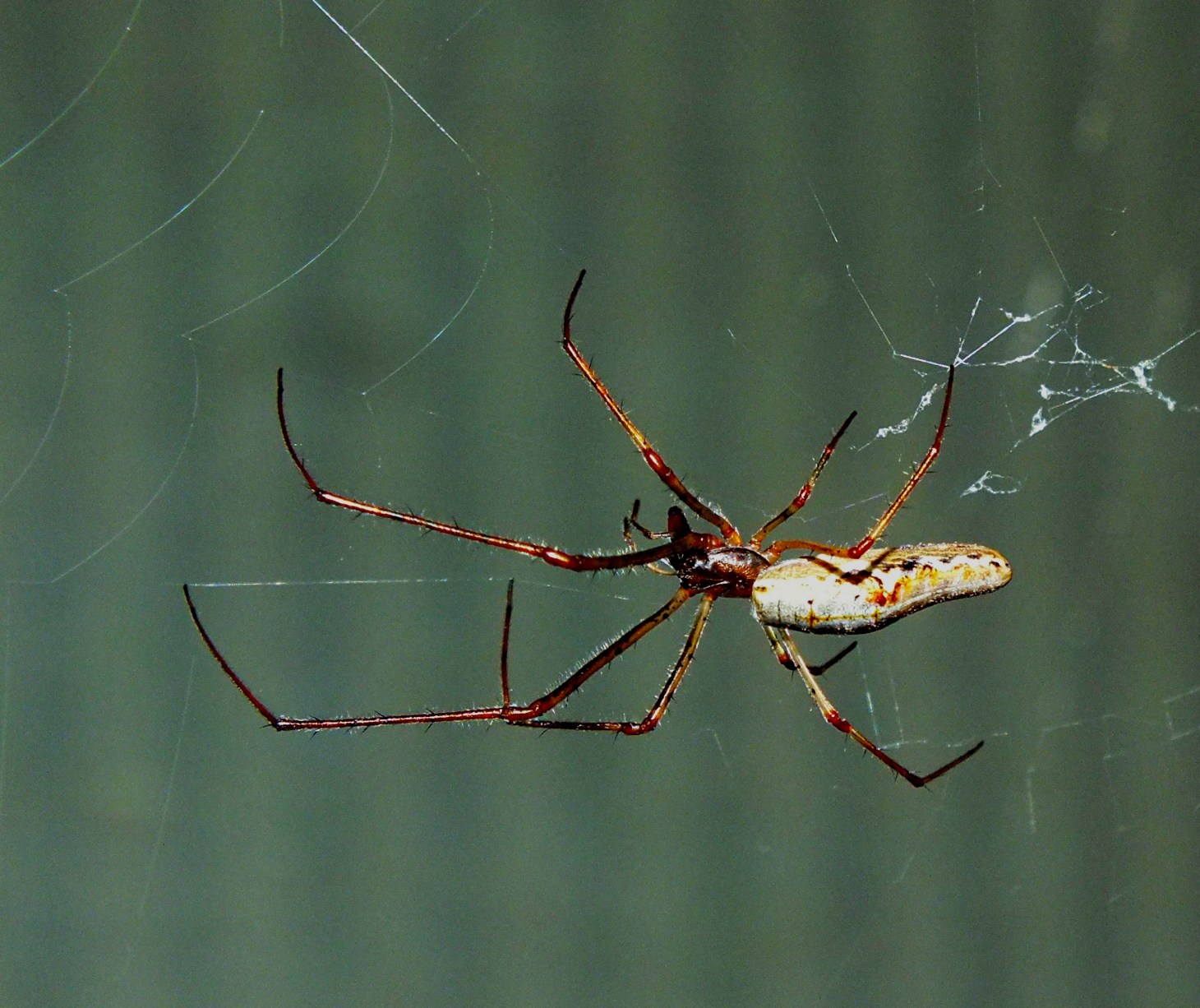 Orbweaver Spider doing its thing!  Photo by Thomas Peace 2014