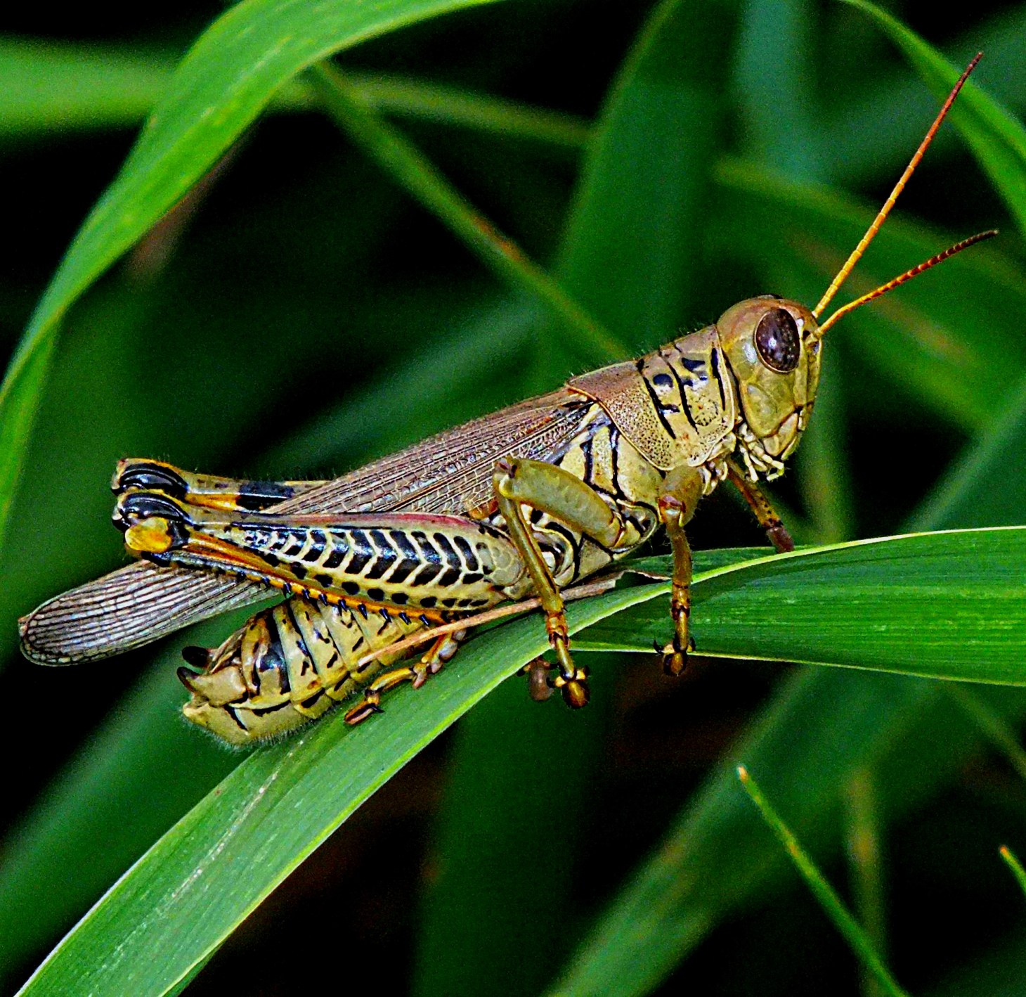 Male Differential Grasshopper.  Photo by Thomas Peace 2014