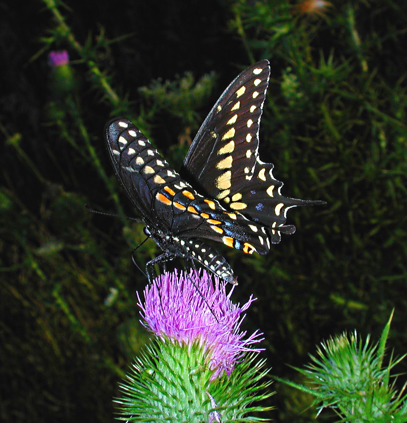 Black is beautiful!  Photo by Thomas Peace 2014