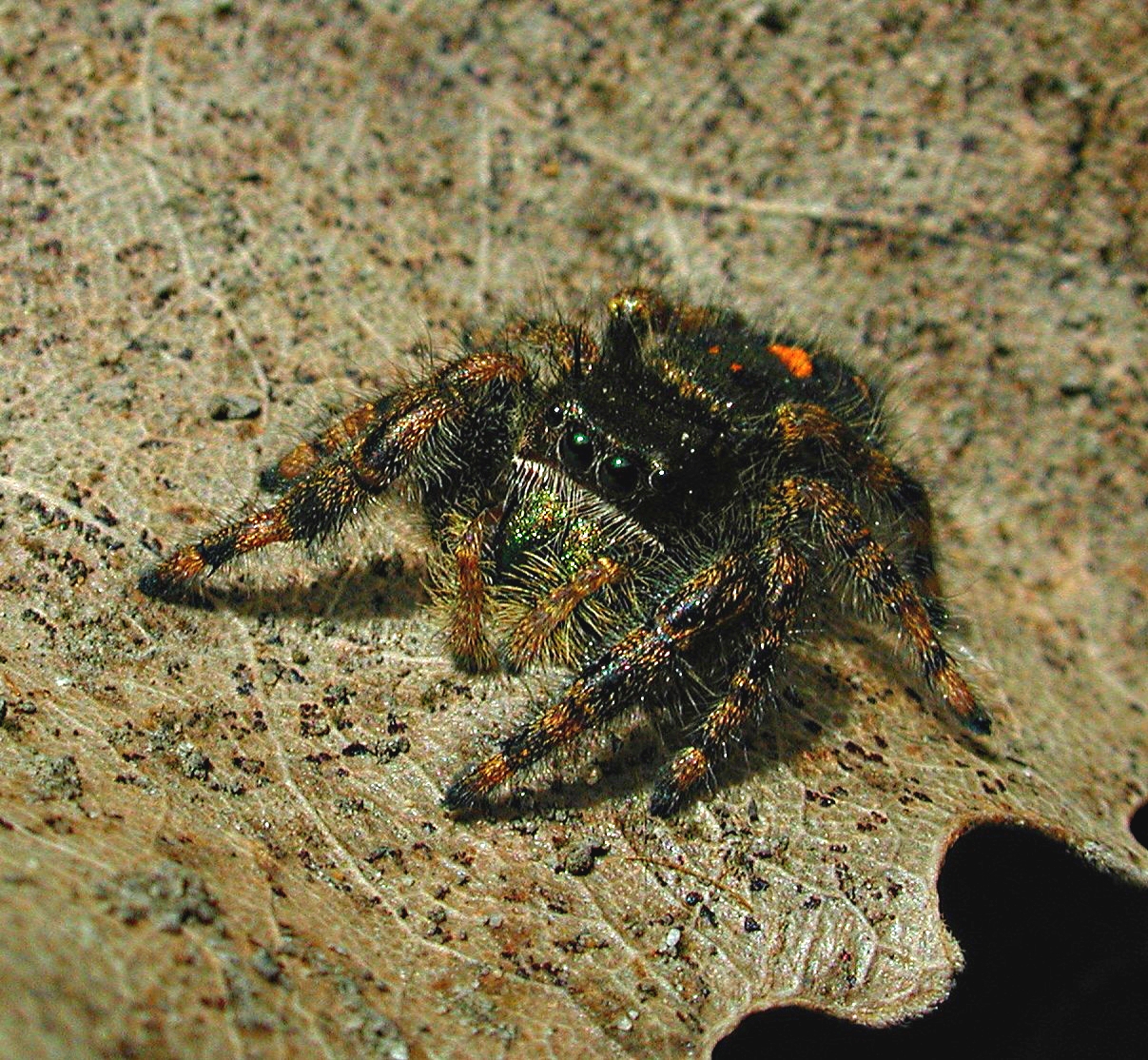 A handsome jumper. Photo by Thomas Peace 2014