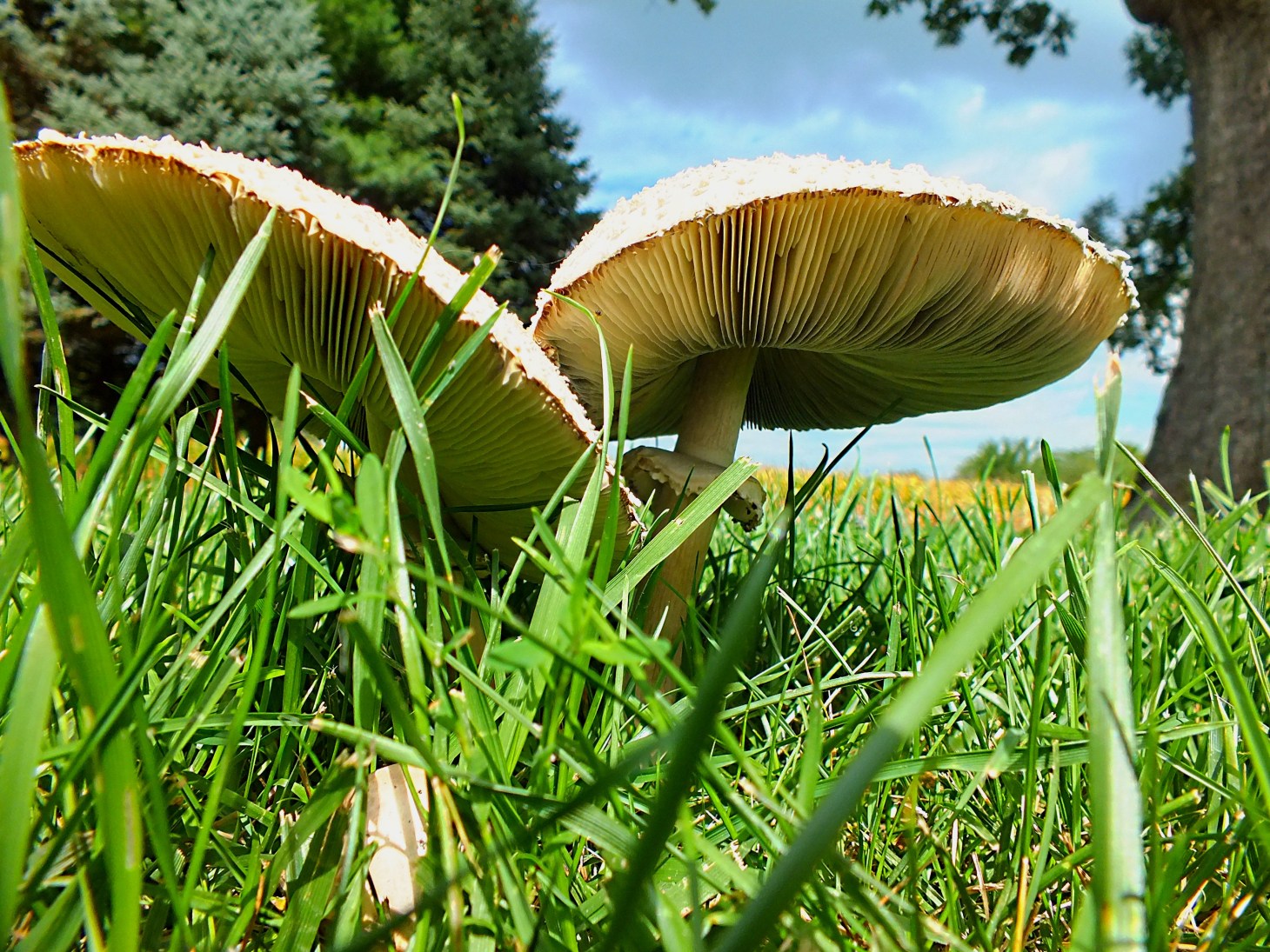 Home grown. Photo by Thomas Peace 2014