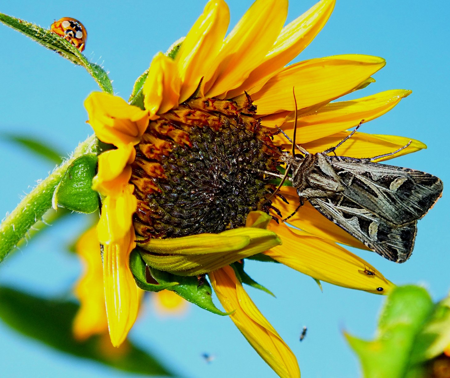 The Lady and the Tramp. Photo by Thomas Peace 2014