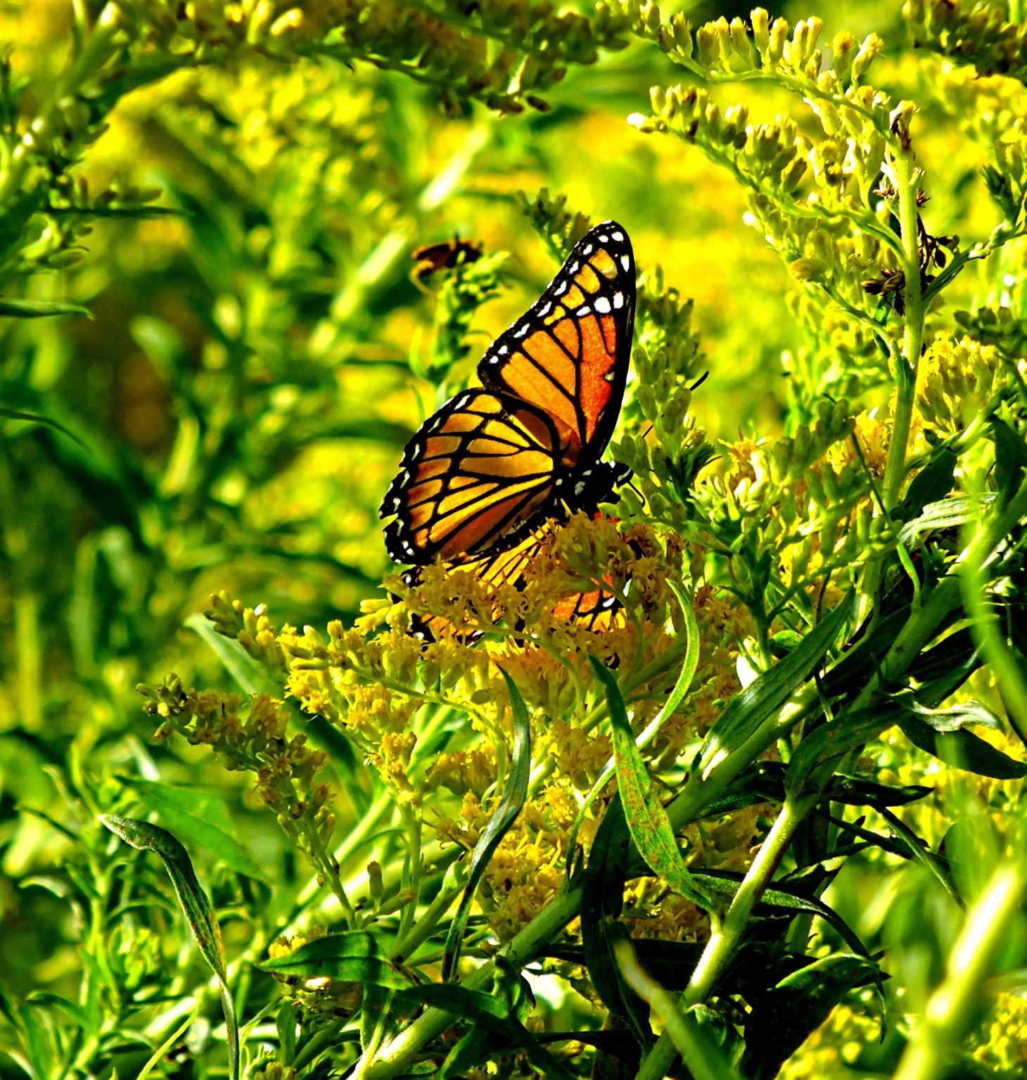 A bird's folly. Photo by Thomas Peace 2014