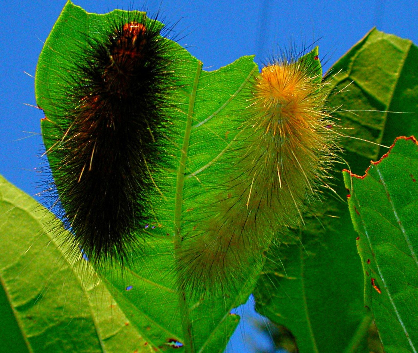 Fuzzy Caterpillars or Shih Tzu Pups?! Photo by Thomas Peace 2014
