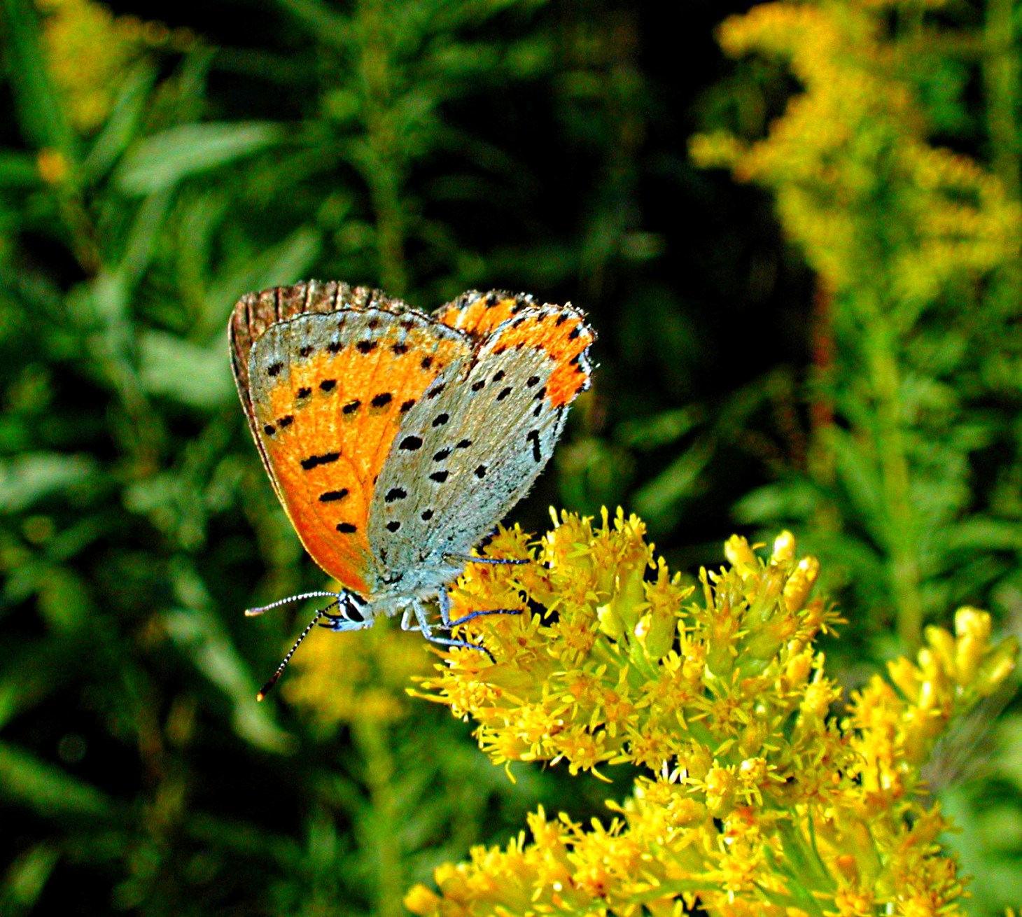 The Dalmatian of butterflies. Photo by Thomas Peace 2014 