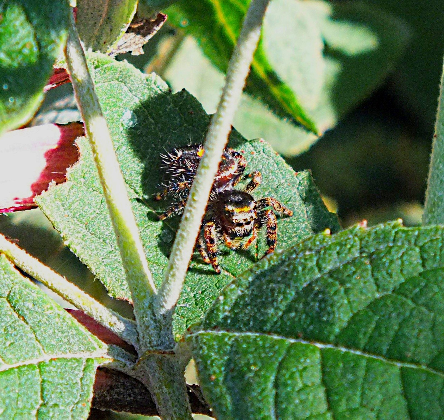 Enough eyes to see everywhere! Photo by Thomas Peace 2014