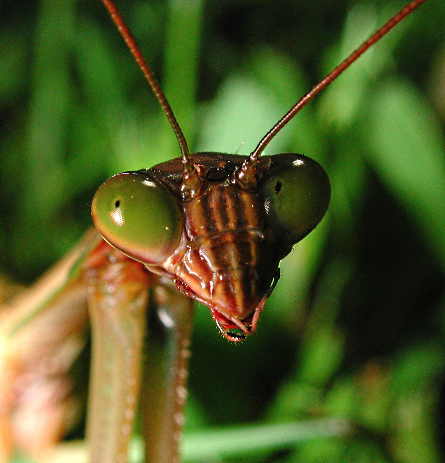 Praying Mantis Head Study. Photo by Thomas Peace 2014