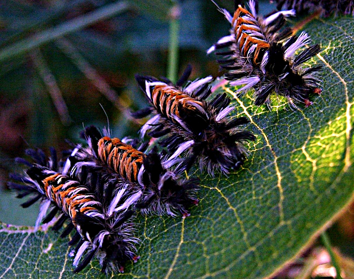 Milkweed Tussock moth (Euchaetes egle) caterpillars.  This is no puppy mill!  Photo by Thomas Peace 2014