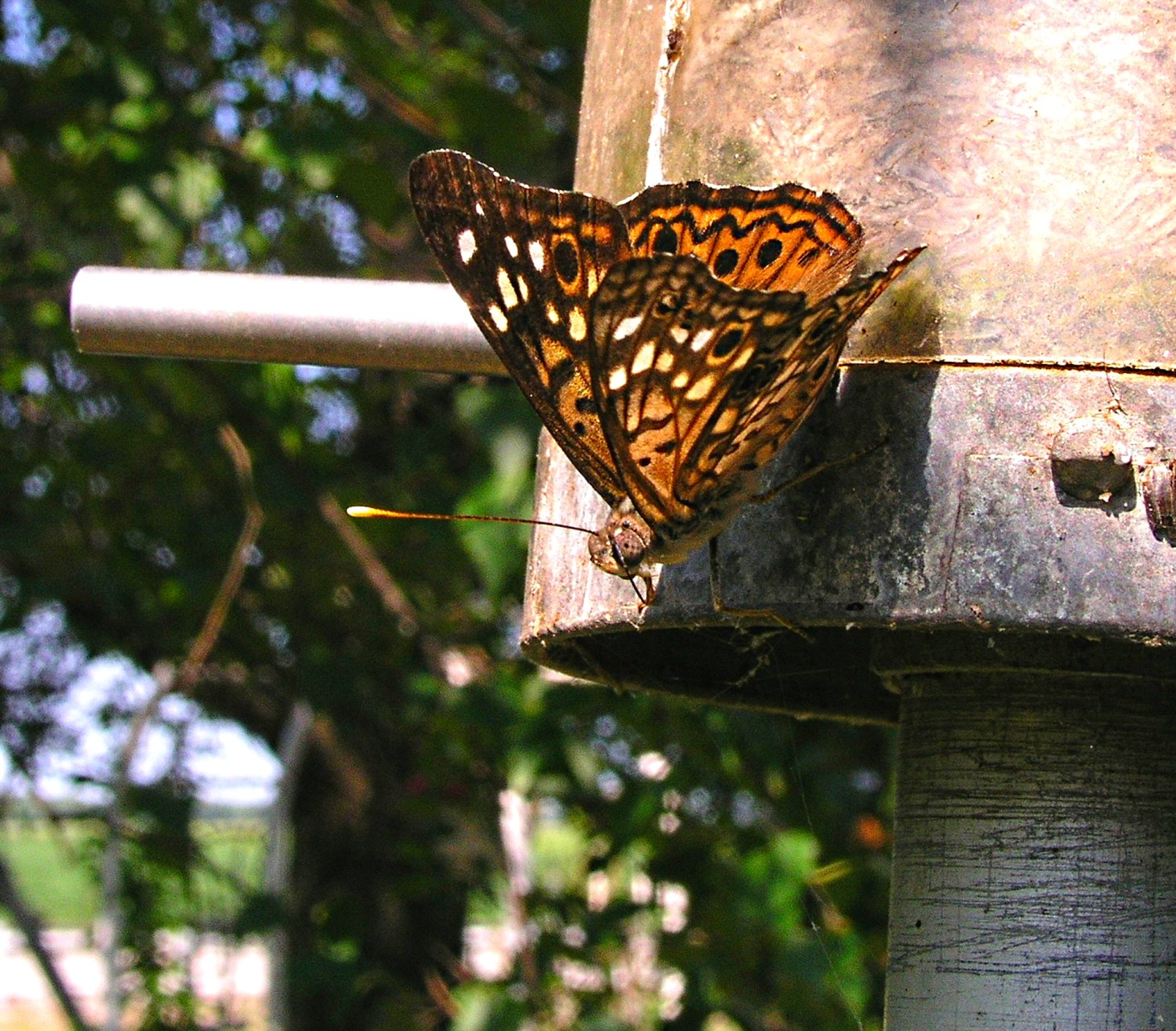 Just another egotist! (Painted Lady butterfly) Photo by Thomas Peace 2014