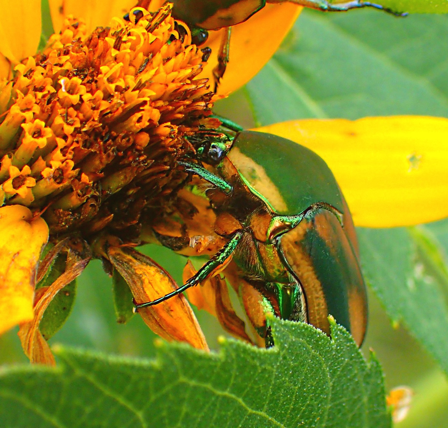 Green in Yellow. Photo by Thomas Peace 2014