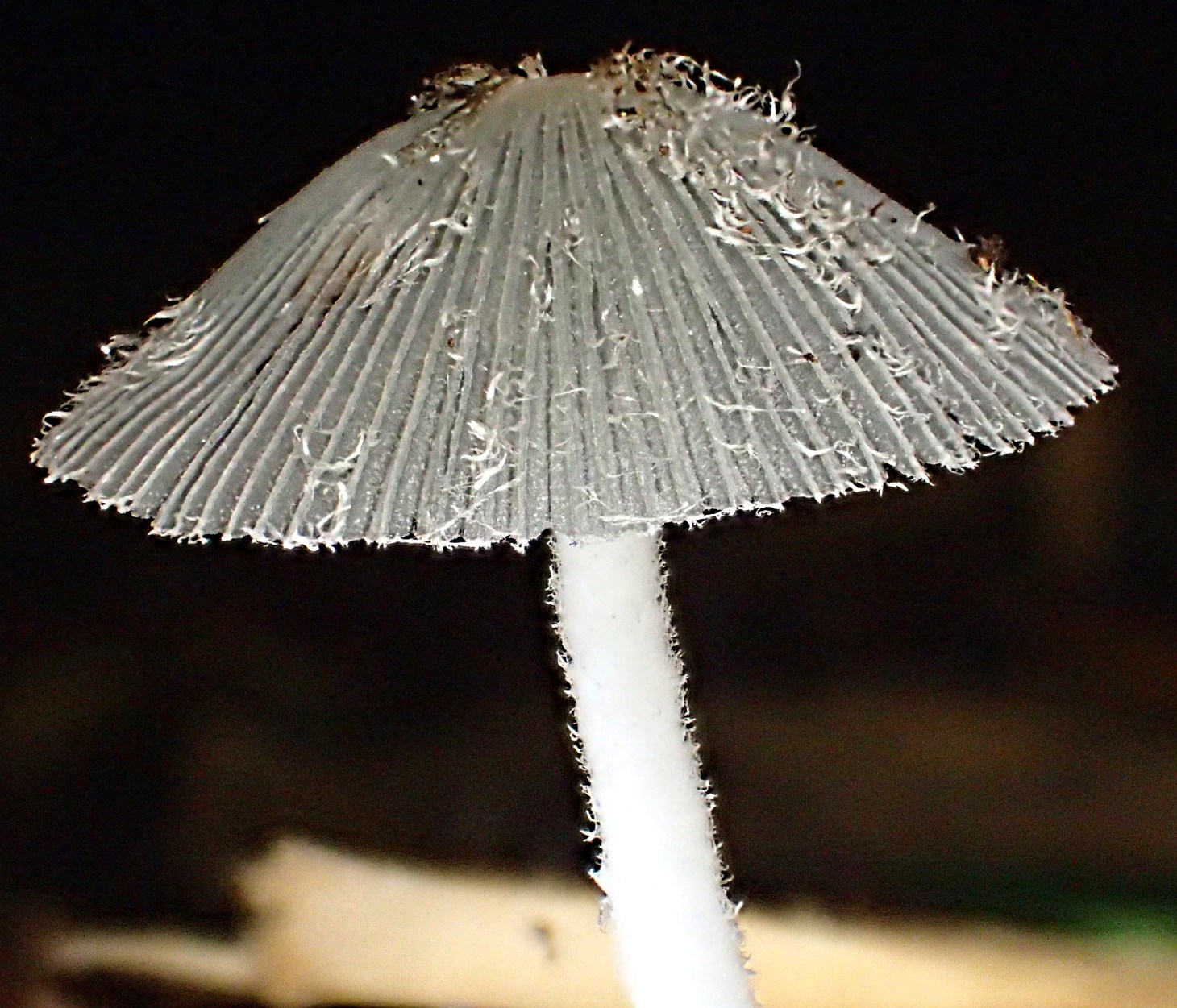 Glass-like and diminutive. (1) Photo by Thomas Peace 2014