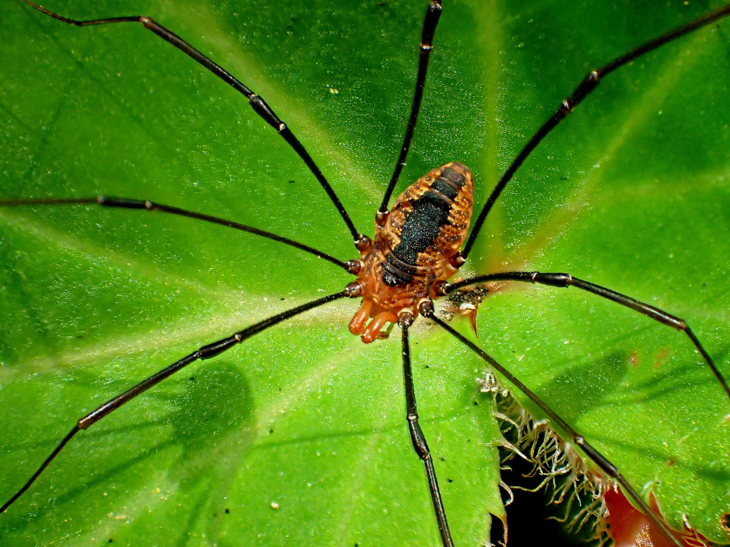 Long Legs 4 sure!  Photo by Thomas Peace 2014