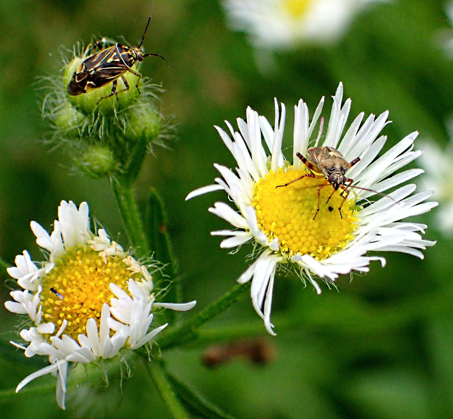 Not tarnished in my eyes!  Photo by Thomas Peace 2014