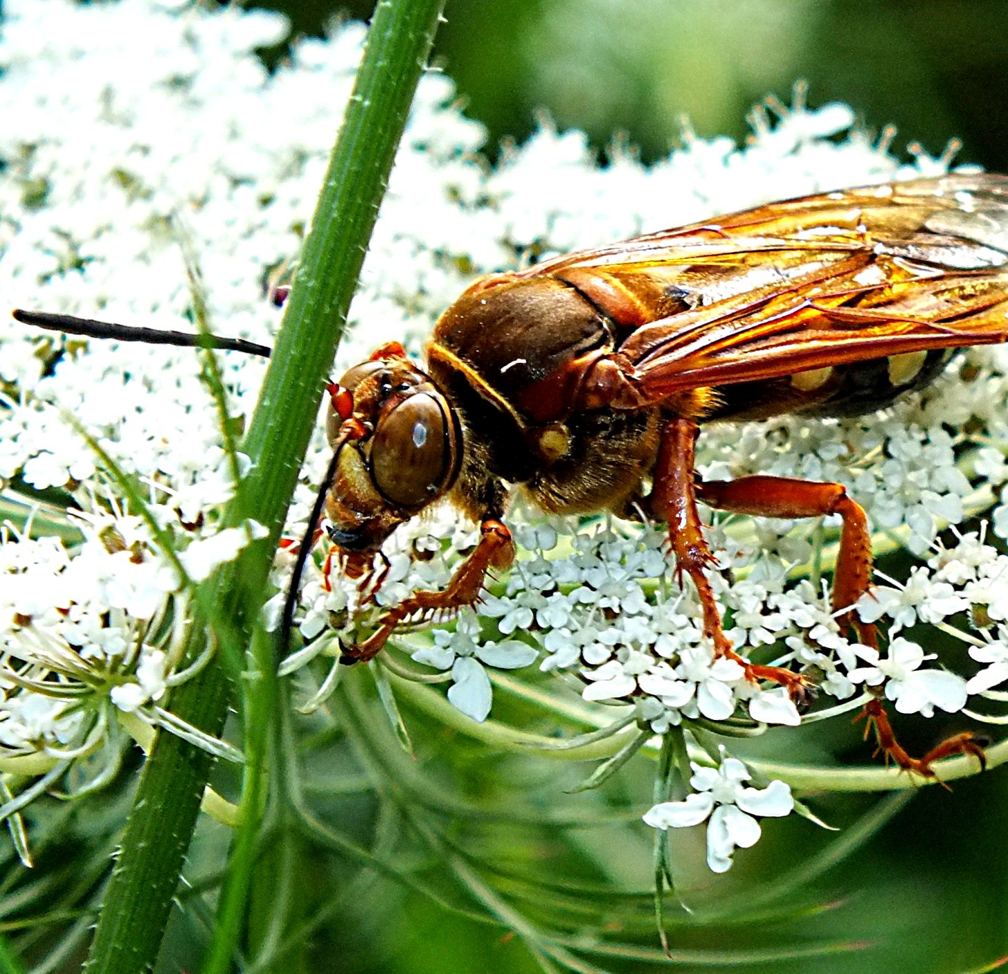 Huge wasp indeed! (2) Photo by Thomas Peace 2014