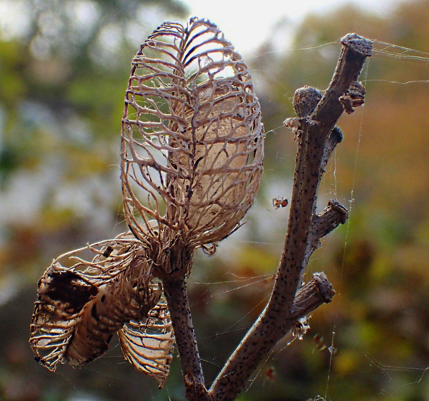 Plant Skeleton.  Photo by Thomas Peace 2014