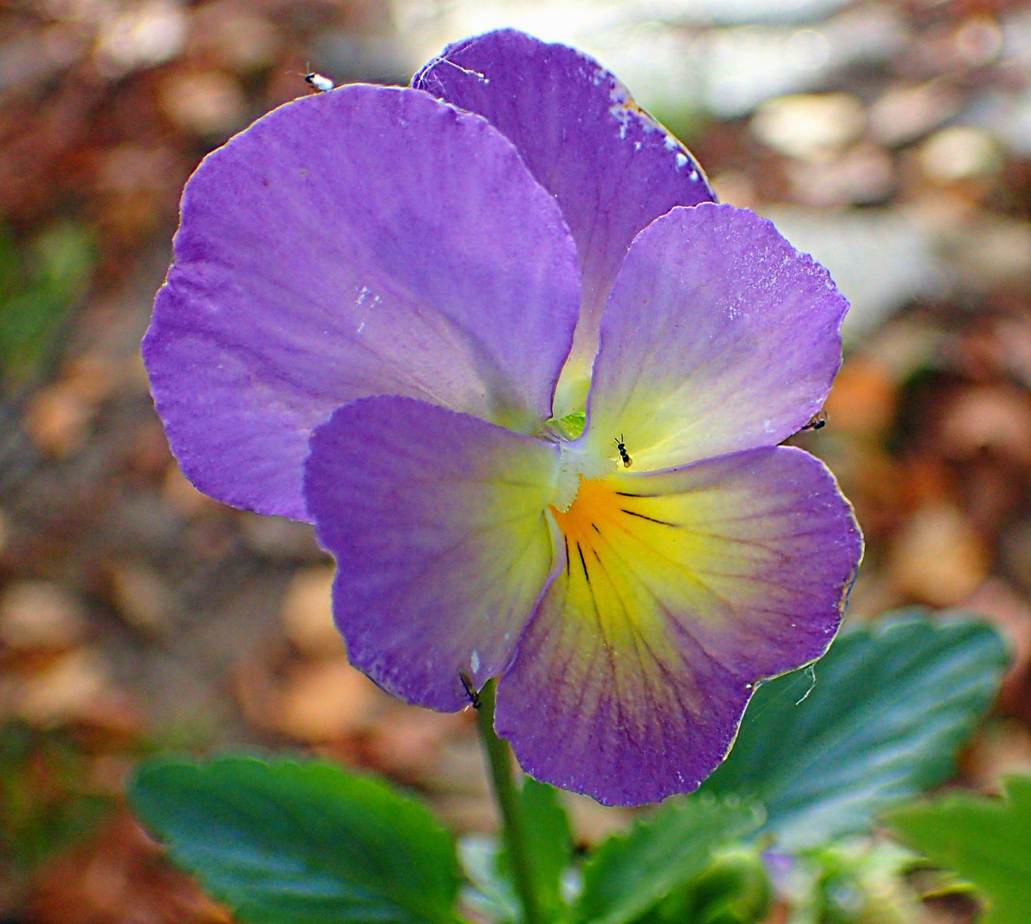 Impervious to cold.  Photo by Thomas Peace 2014