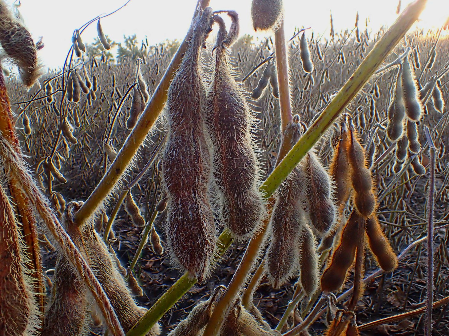 Ready for harvest!  Photo by Thomas Peace 2014