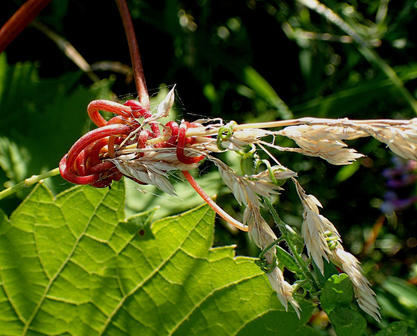Intense Passion!  Photo by Thomas Peace 2014