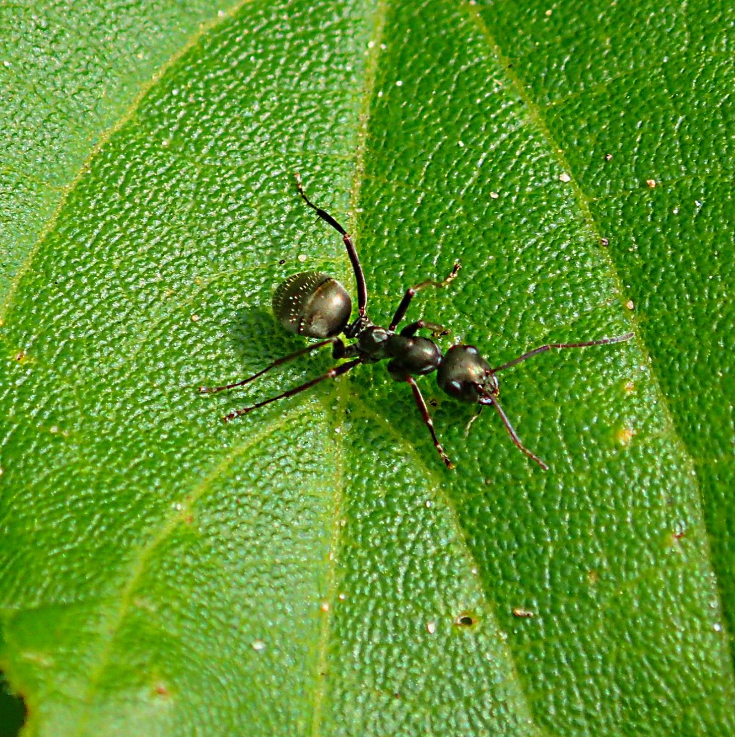 Walking on a vertical leaf isn't easy. Photo by Thomas Peace 2014