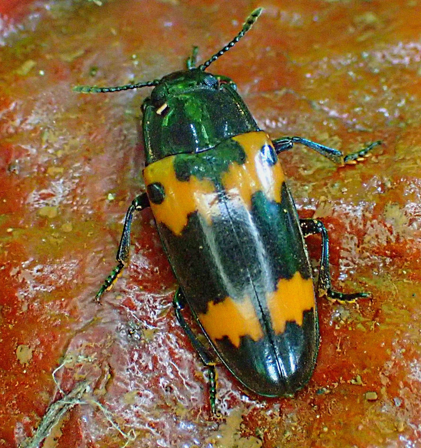 Fungus Feeder (2). Photo by Thomas Peace 2014