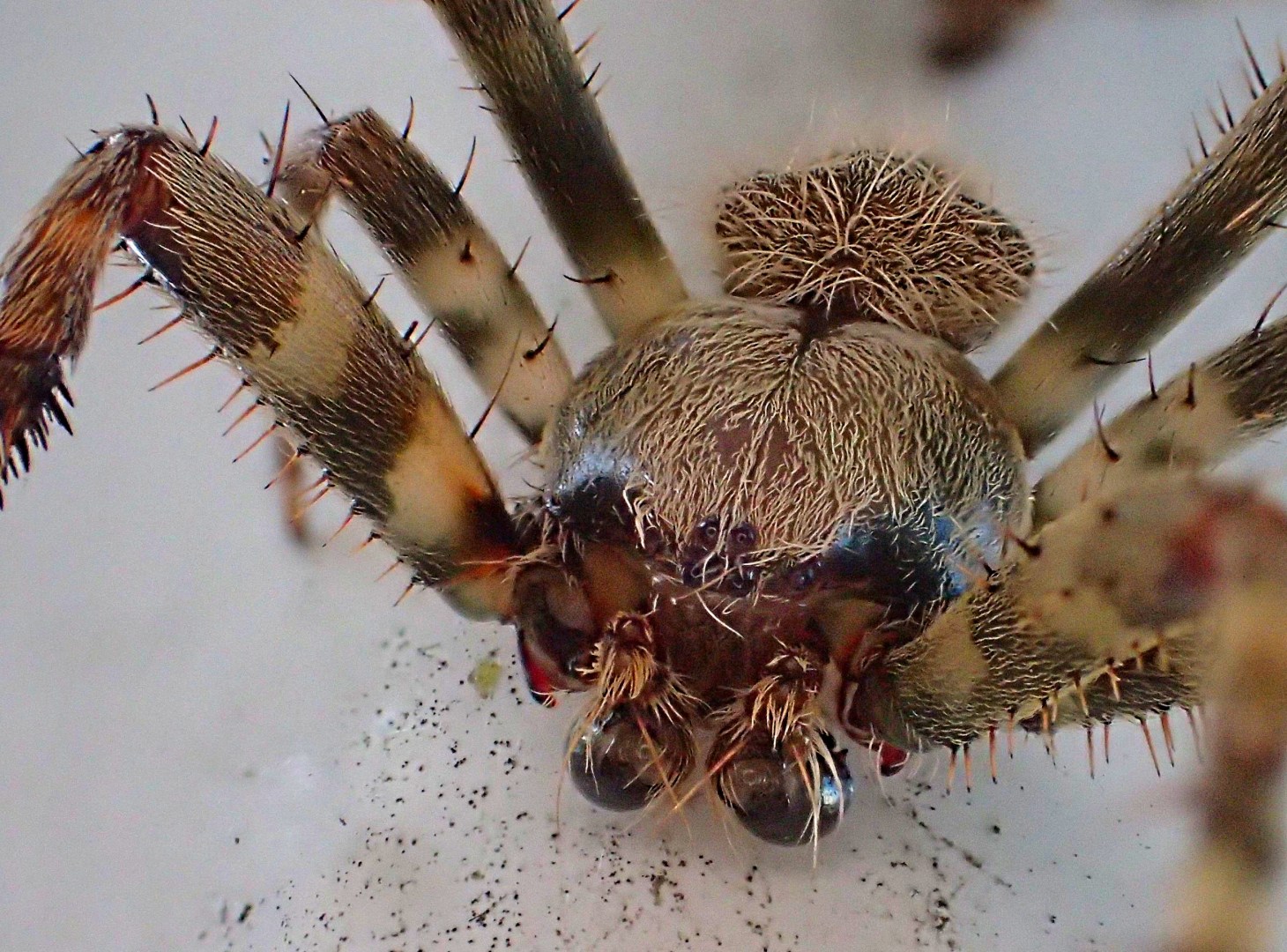 Oh, that movie-star face!  Photo by Thomas Peace 2014