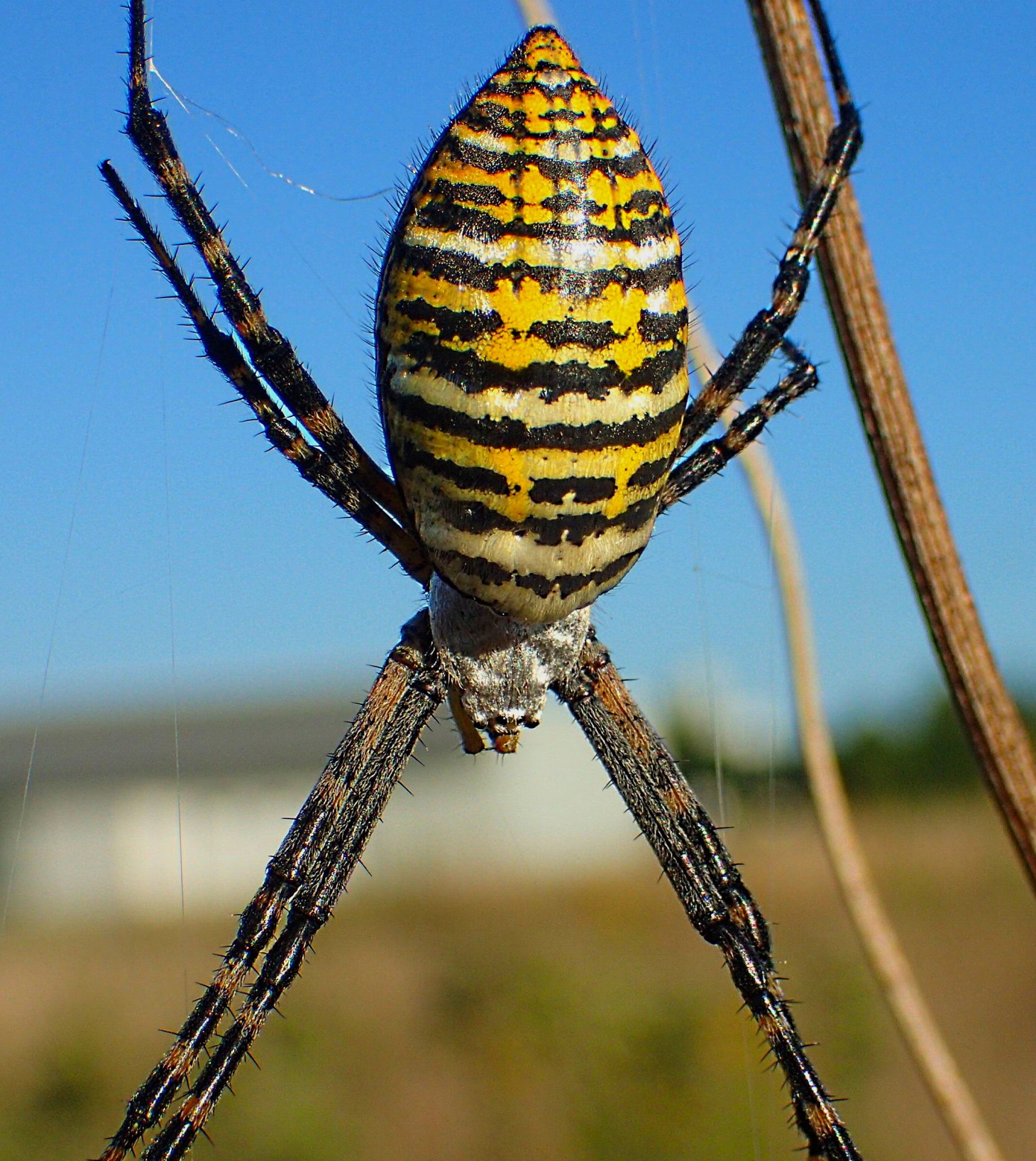 A real tiger. Photo by Thomas Peace 2014