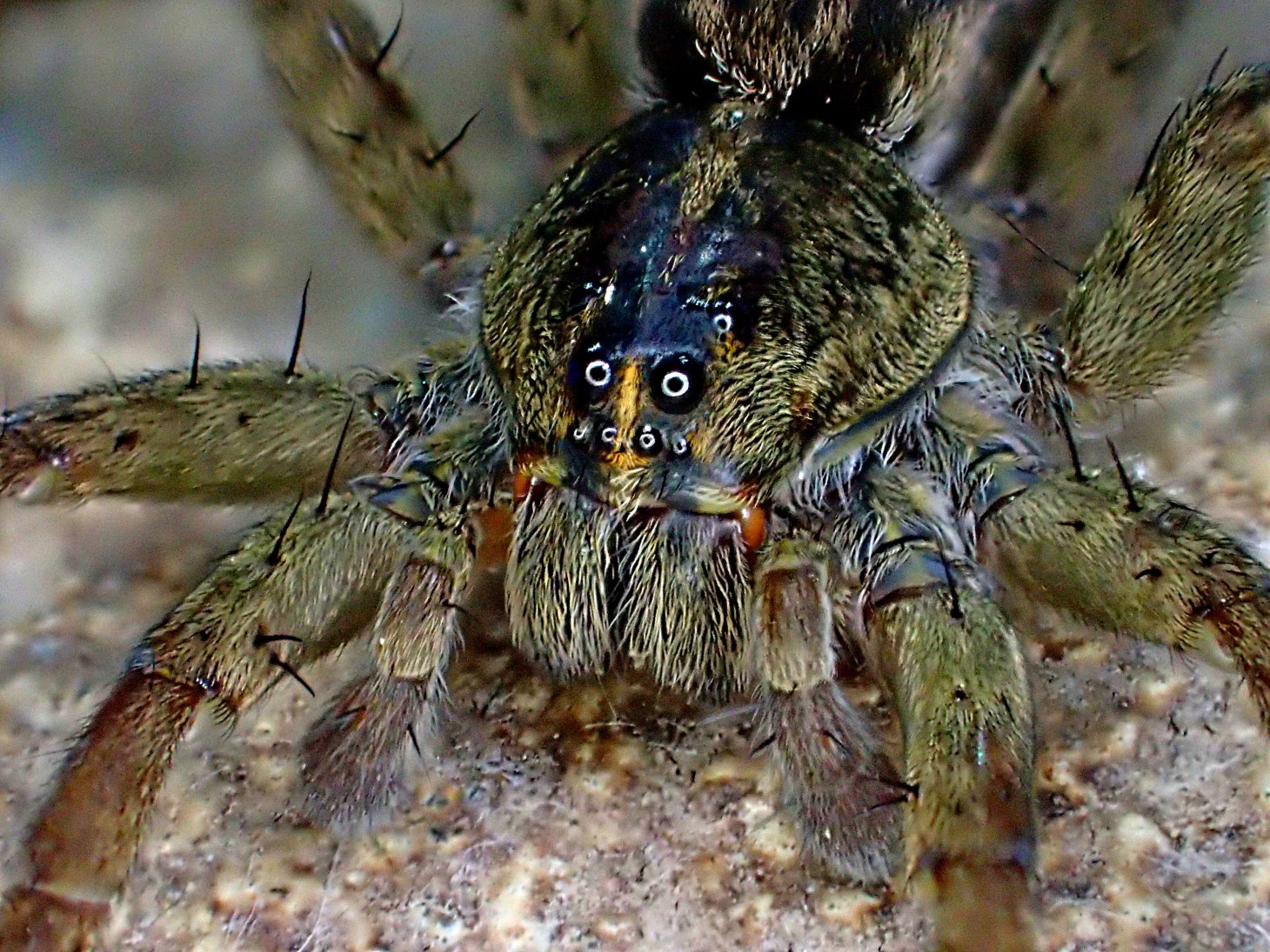 The better to see you with, my dear!  Photo by Thomas Peace 2014