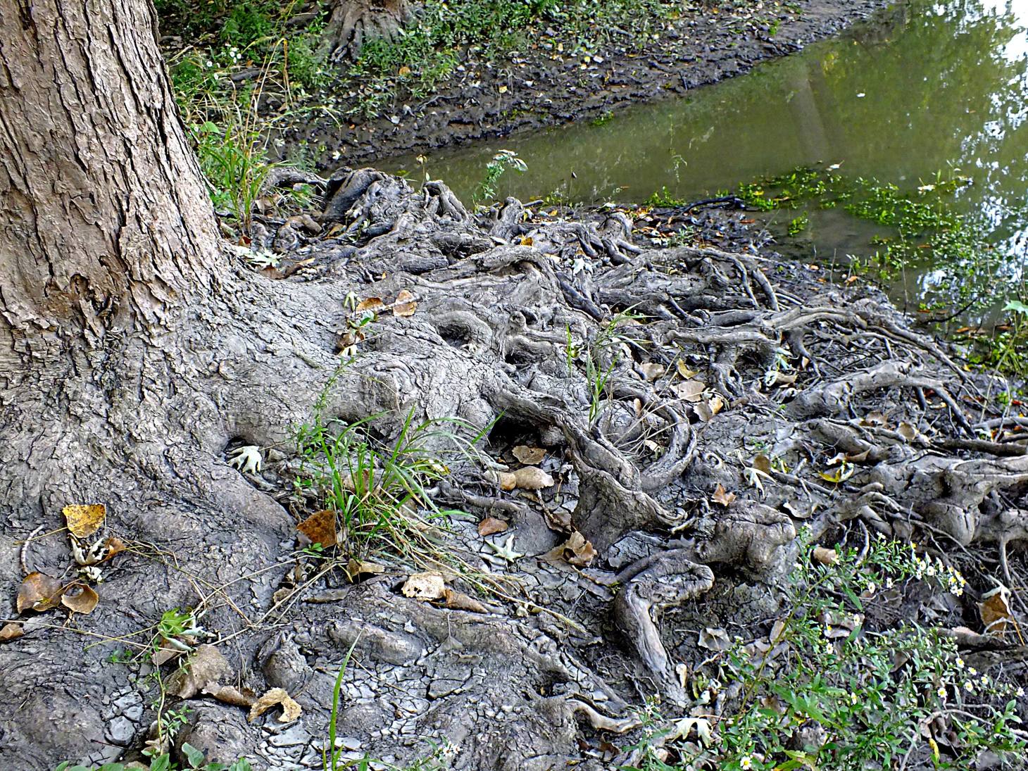 Roots to Branches (1). Photo by Thomas Peace 2014