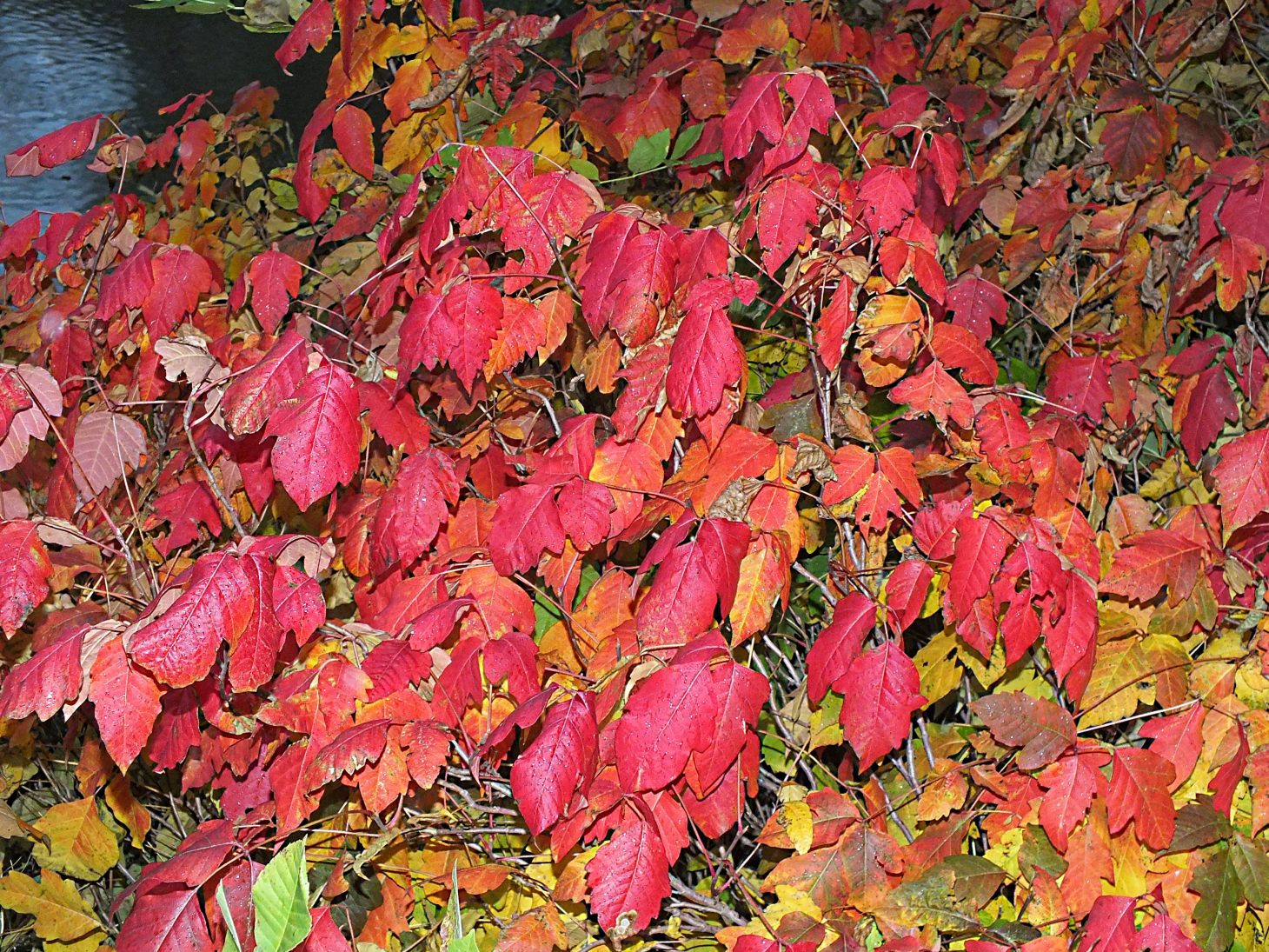 Beauty and the Beast all wrapped up into one.  Photo by Thomas Peace 2014