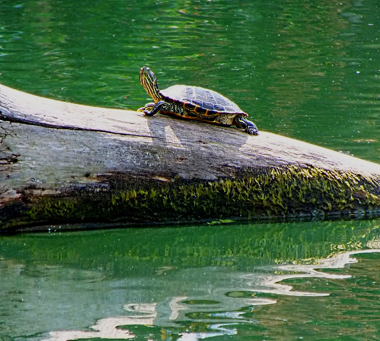 Soaking up some rays.  Photo by Thomas Peace 2014