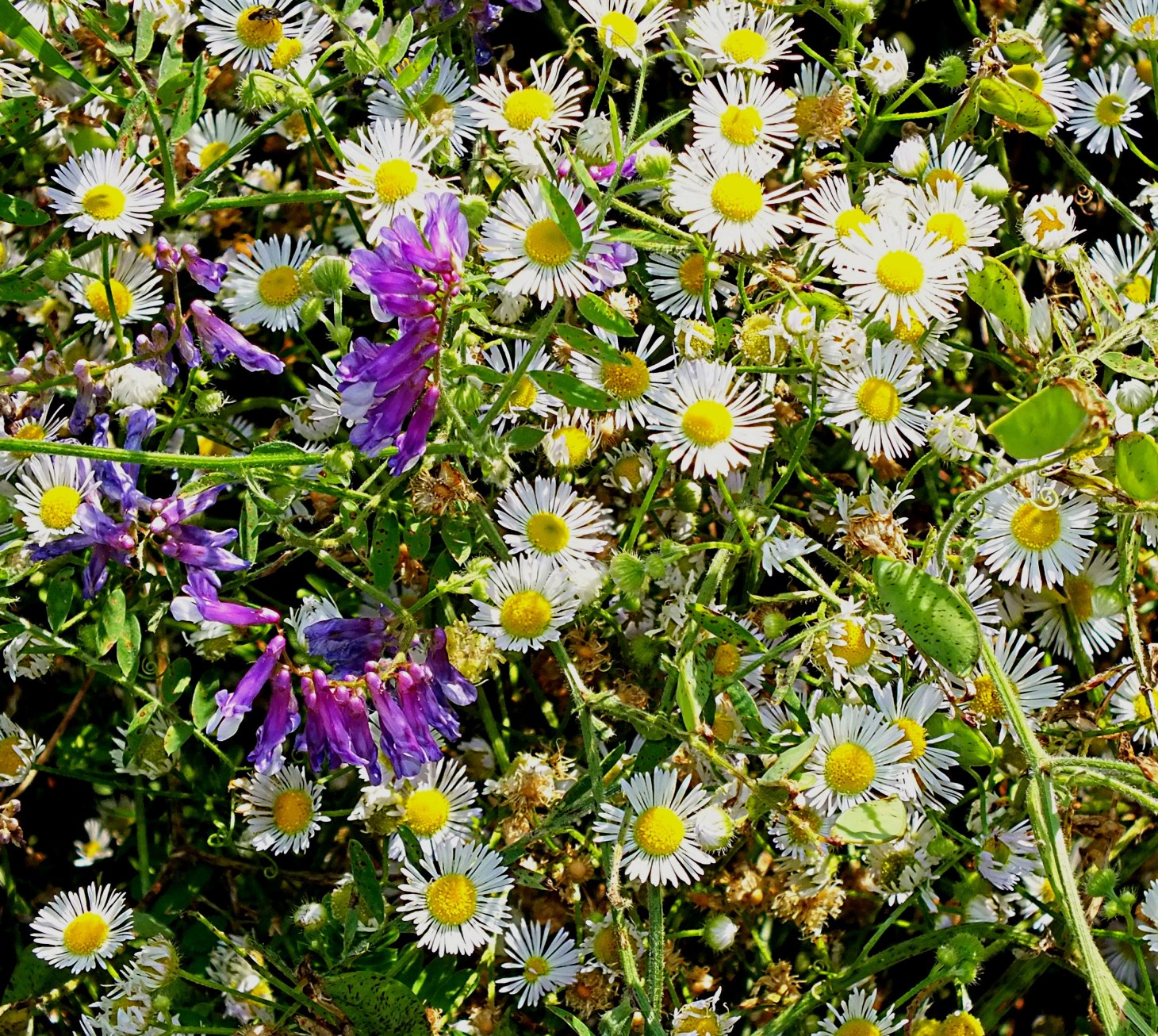 American Vetch & Robin's Plantain. Photo by Thomas Peace 2014