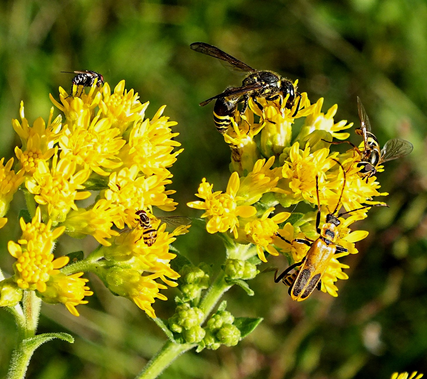 Time for nectar energy! Photo by Thomas Peace 2014