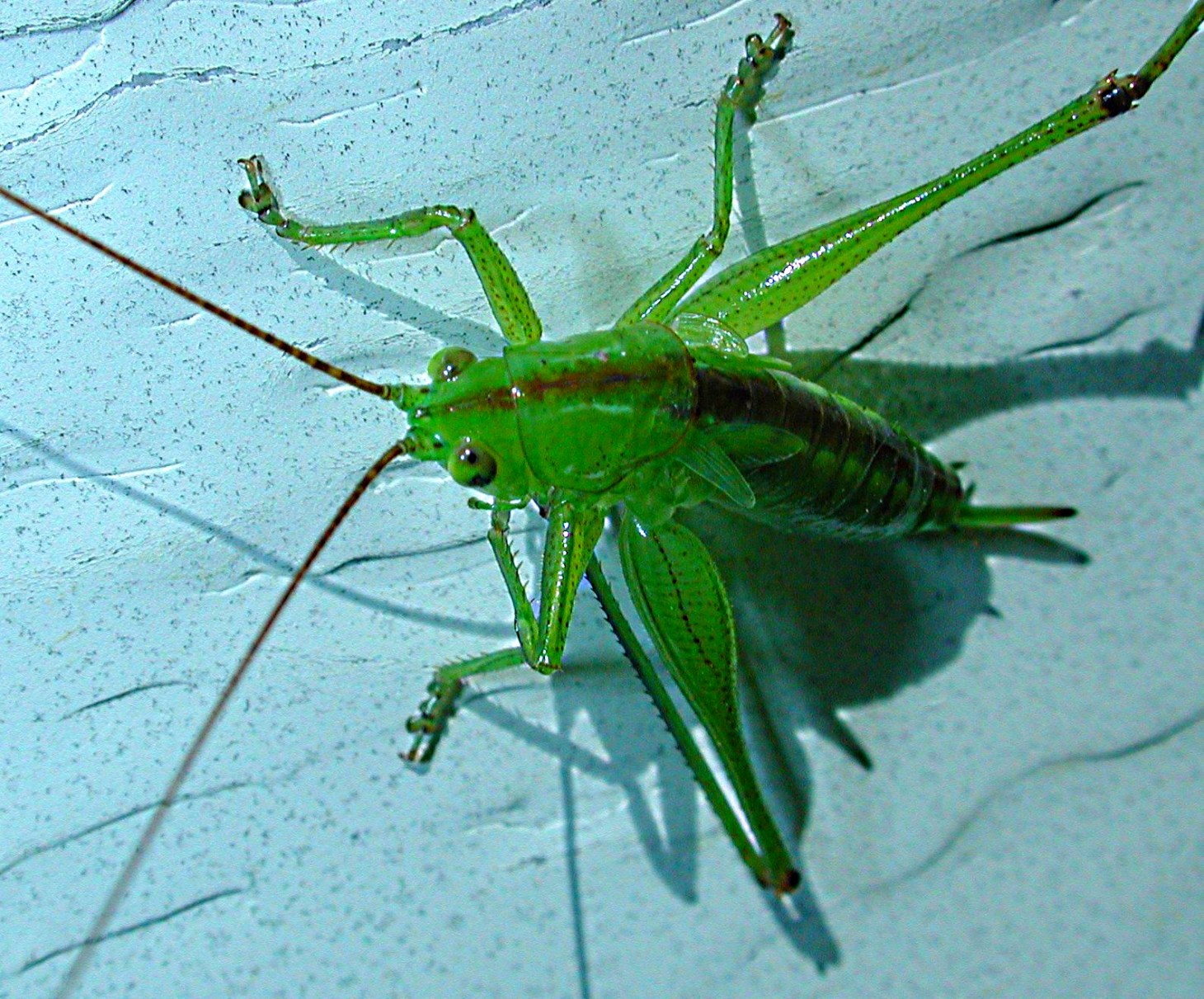 Wall Walker!  Photo by Thomas Peace 2014