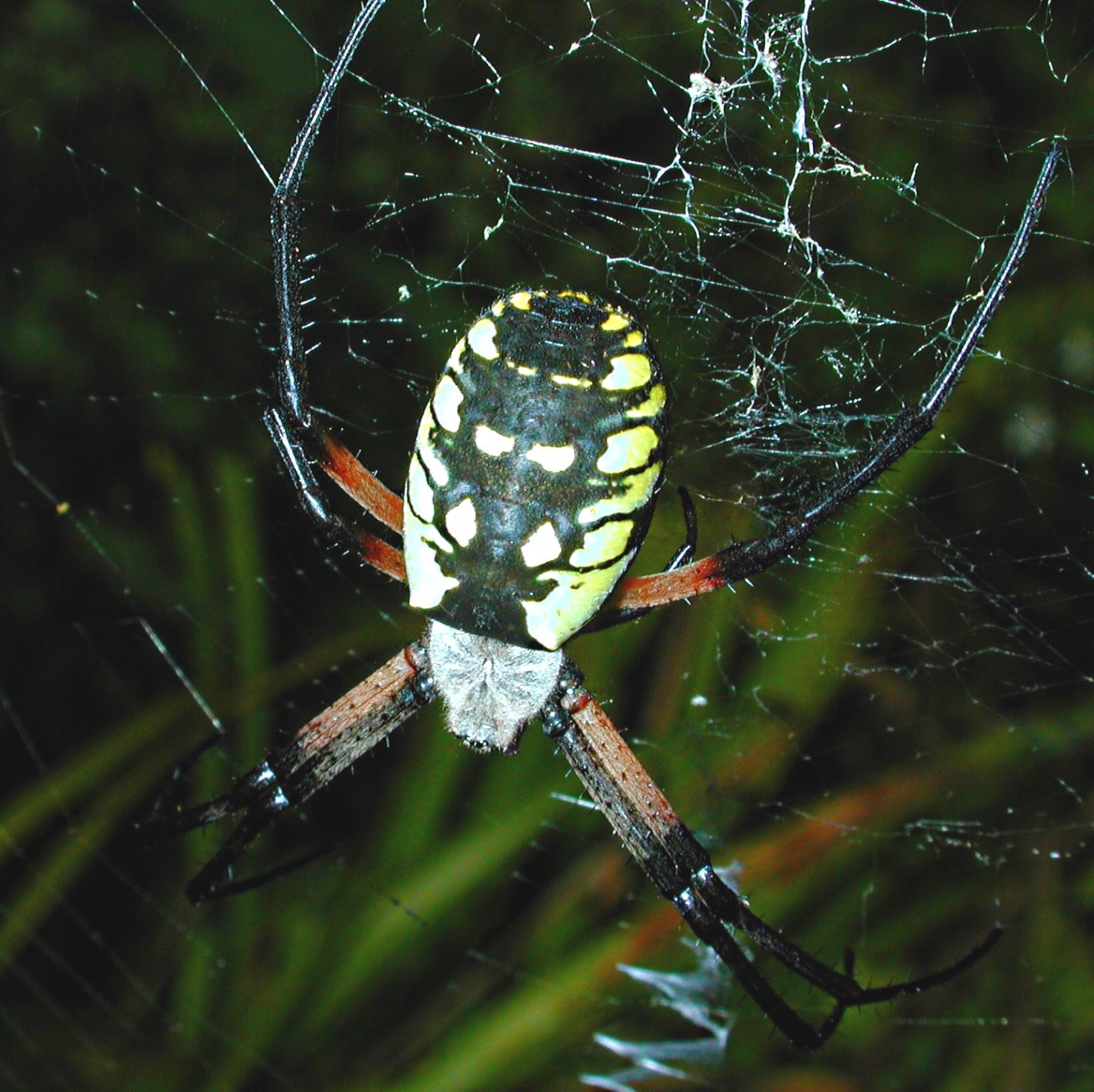 Positioned "head down" as is typical for these and related species. Photo by Thomas Peace 2014