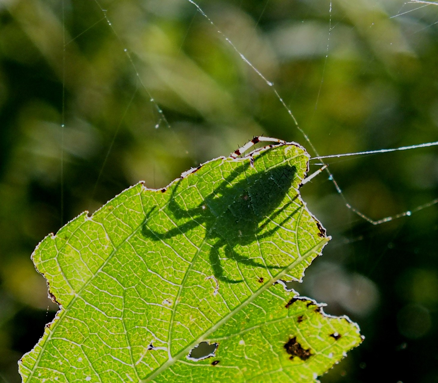 Spider Silhouette. Photo by Thomas Peace 2014