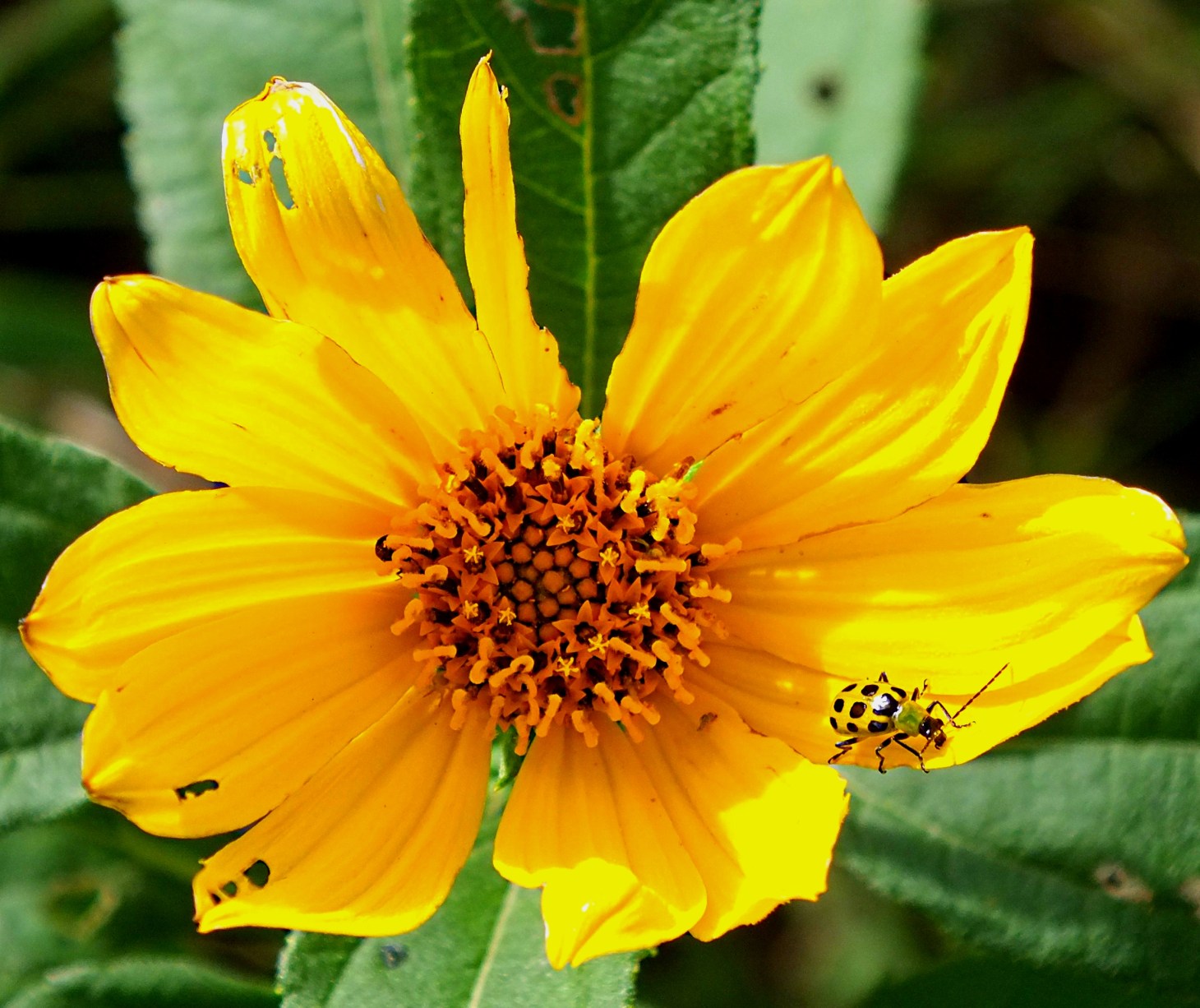 A Cucumberless Cucumber Beetle.  Photo by Thomas Peace 2014