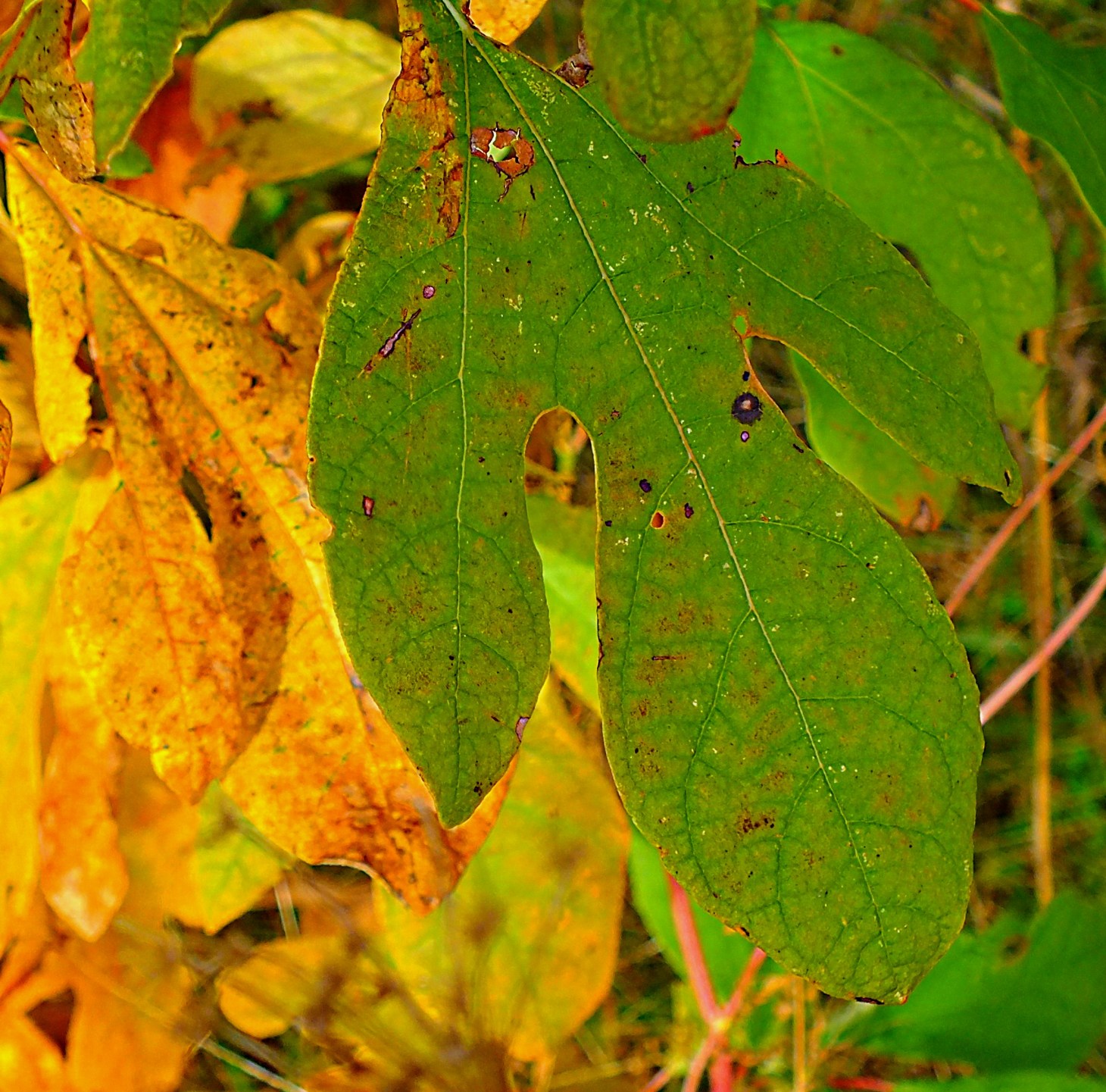 Holy Sassafras Leaves!  Photo by Thomas Peace 2014