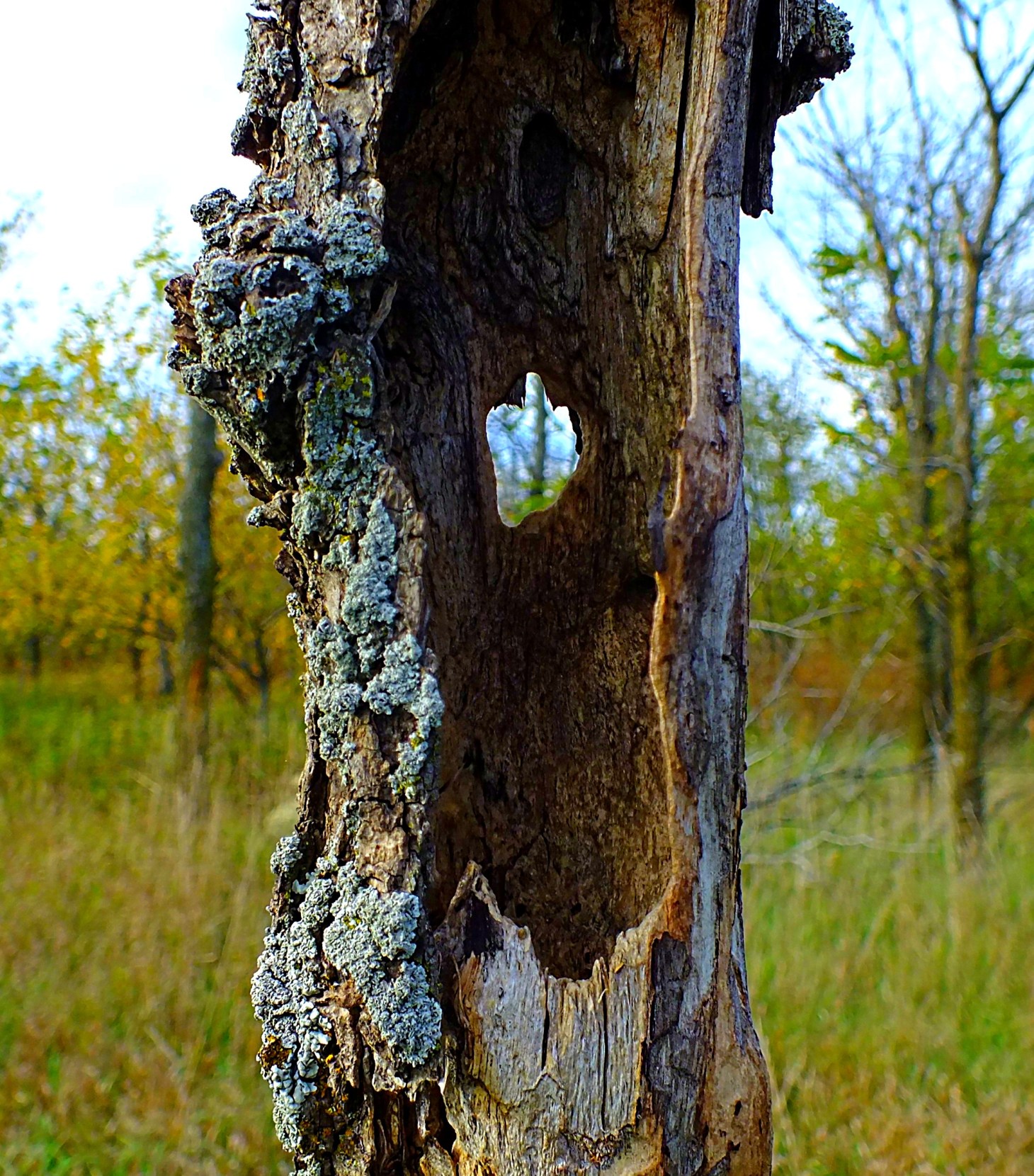 Tree Scope.  Photo by Thomas Peace 2014