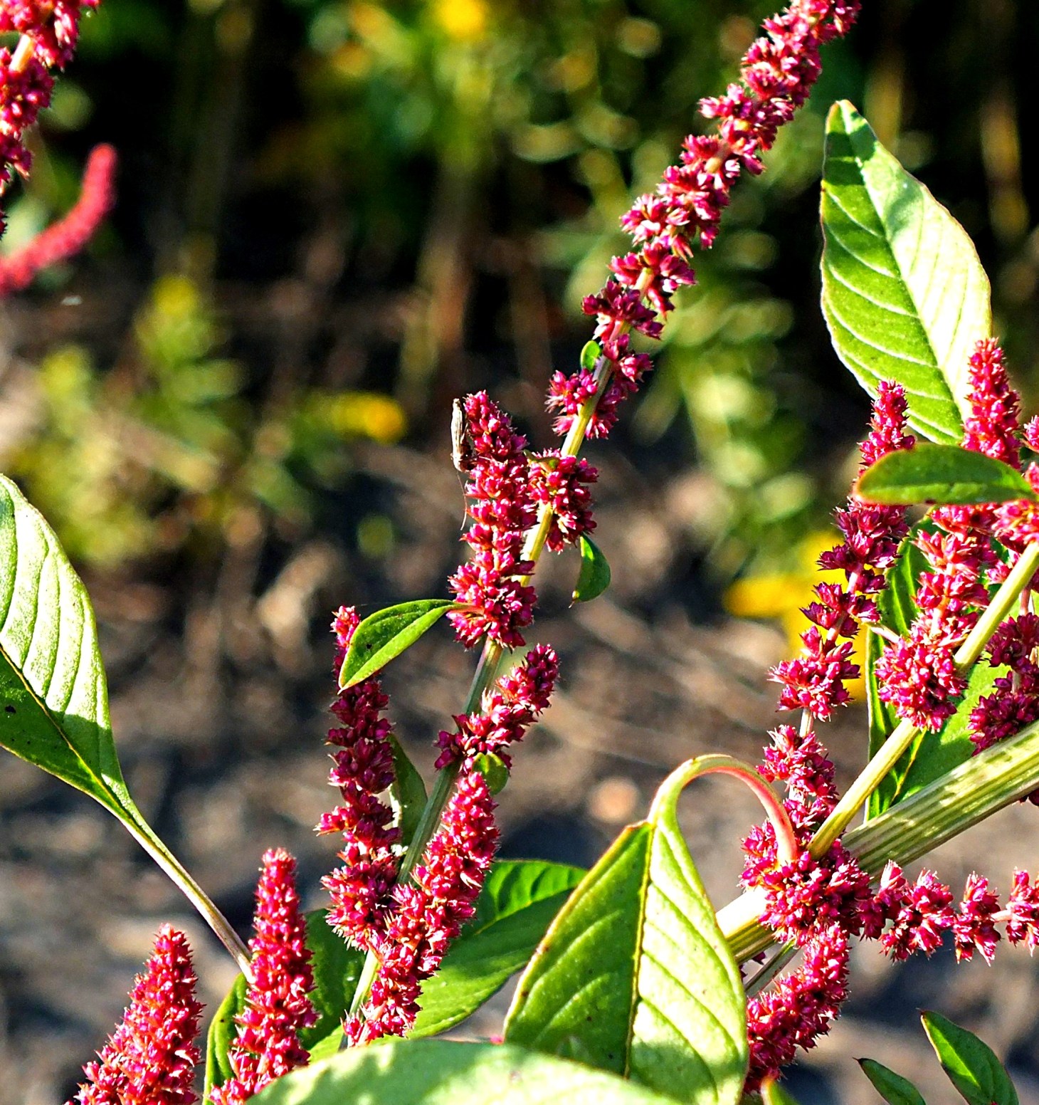Down the Up-staircase. (Leafhopper on Pigweed) Photo by Thomas Peace 2014