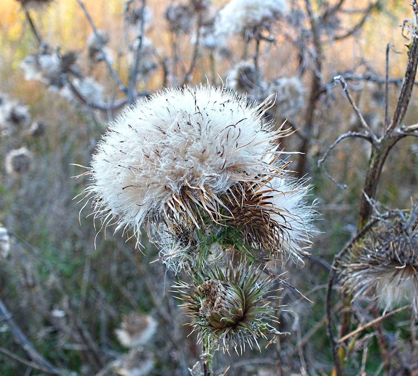 A lot of useful fluff!  Photo by Thomas Peace 2014