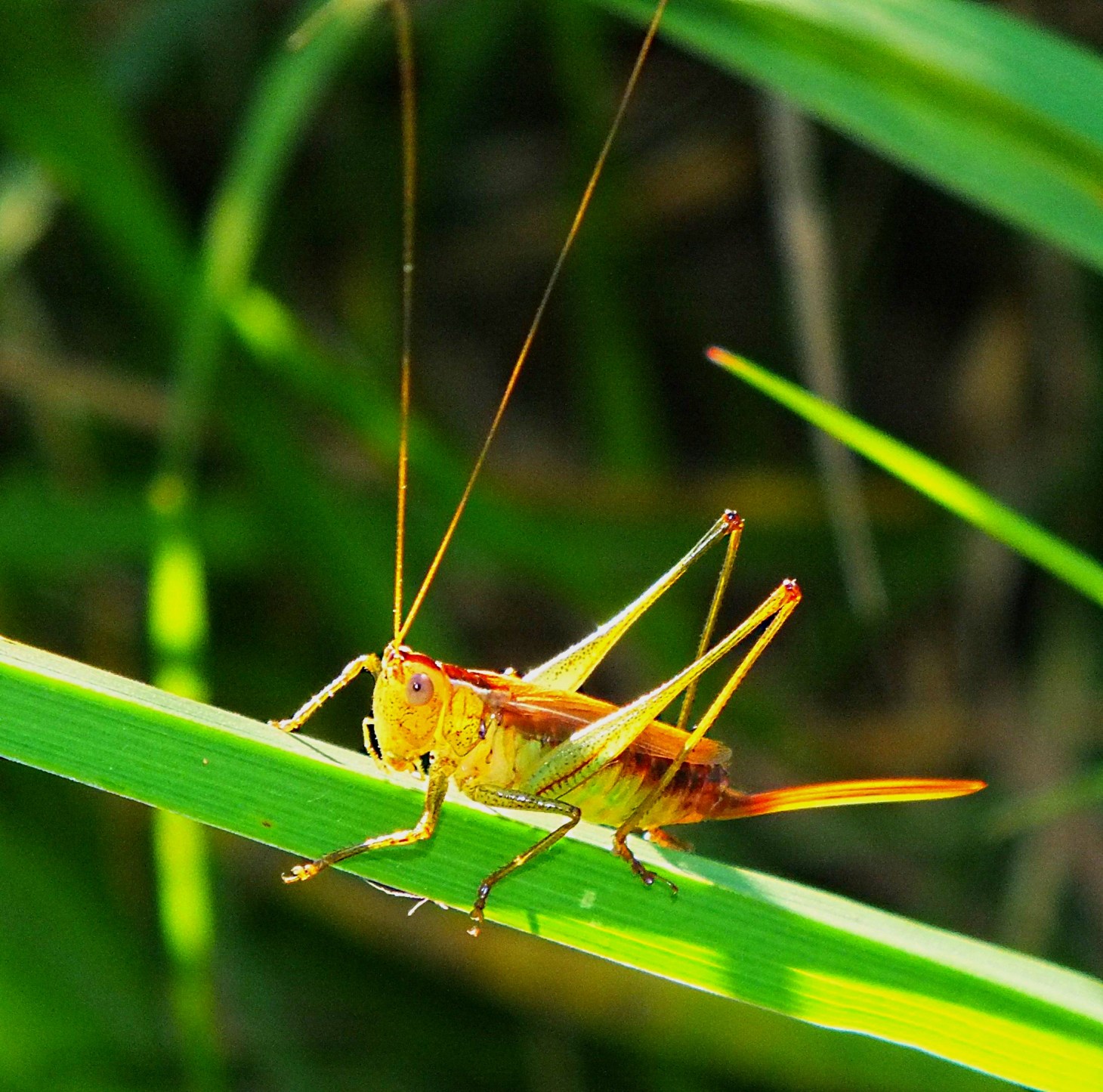 A Katydid with what may be a large Broadband Antenna.  Photo by Thomas Peace 2014