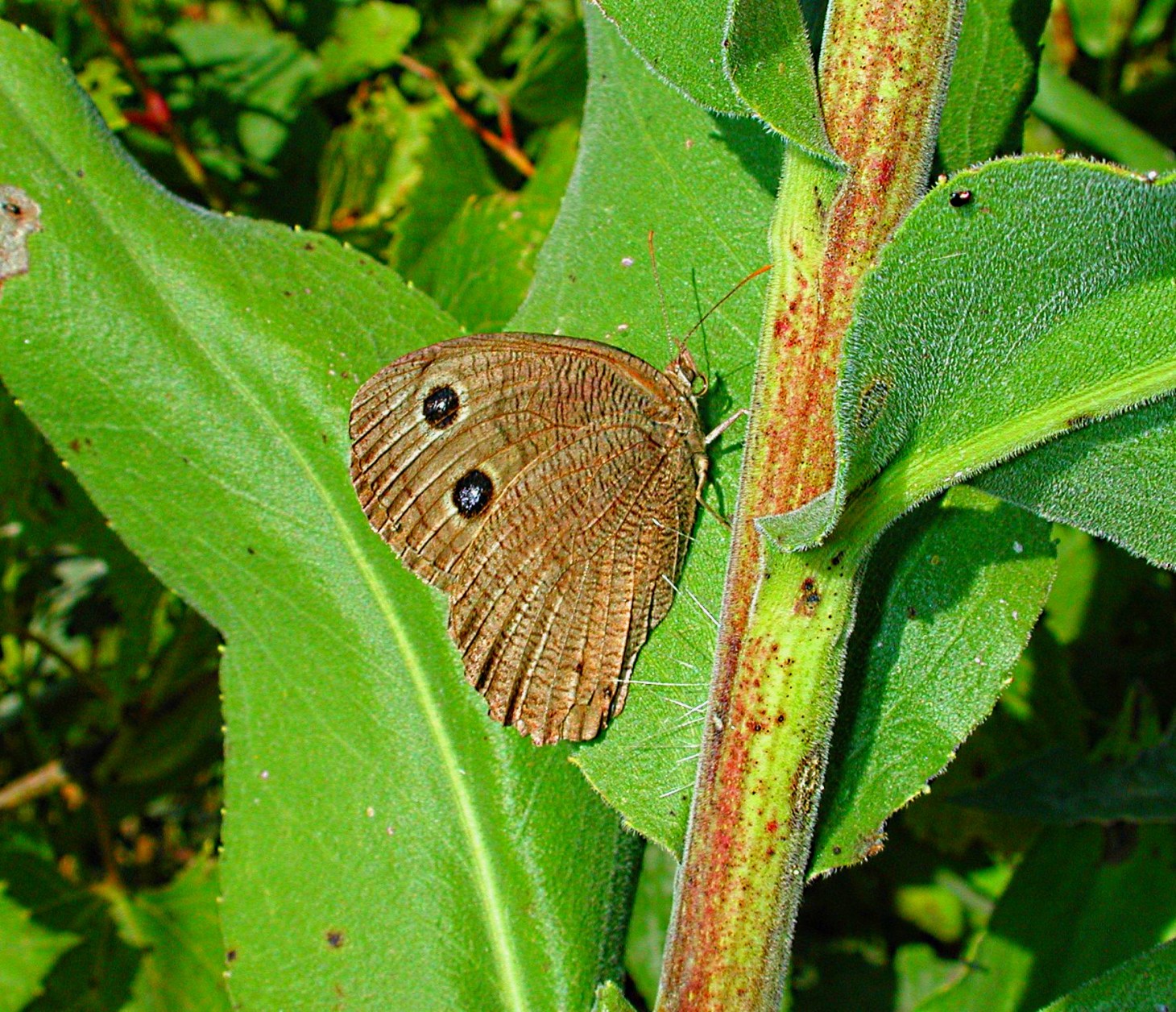 Not so common any longer. Photo by Thomas Peace 2014