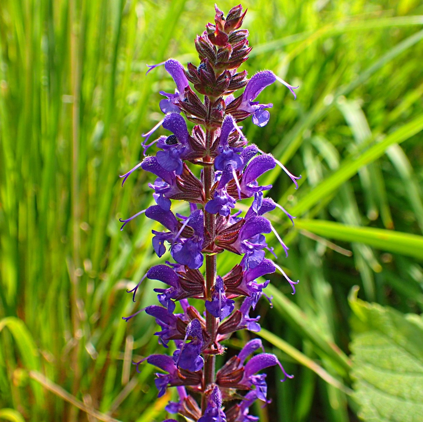 Heal All.  Photo by Thomas Peace 2014