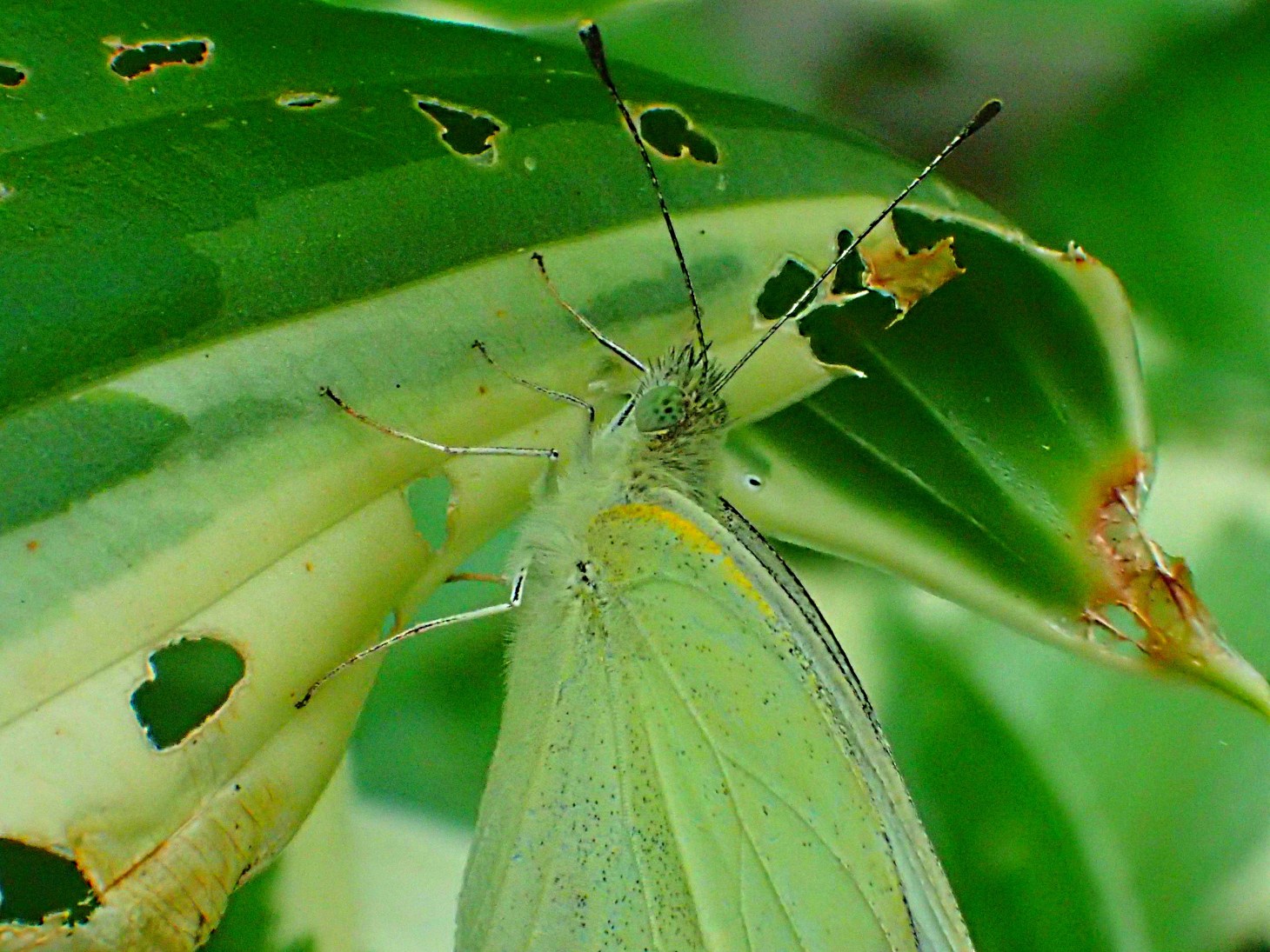 She's not a legal citizen... but I won't turn her in! Photo by Thomas Peace 2014