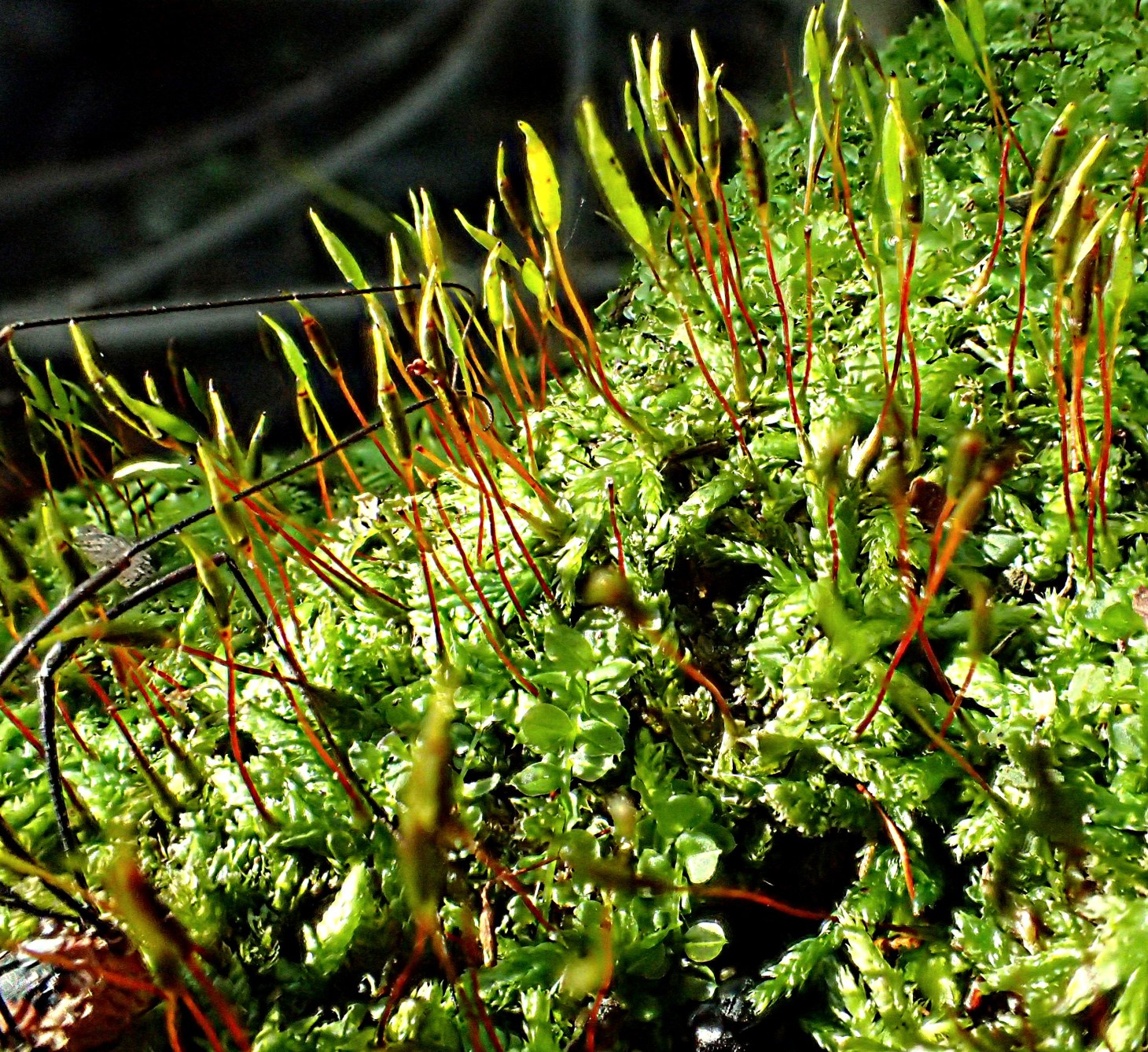 Sporophytes galore!  Photo by Thomas Peace 2014